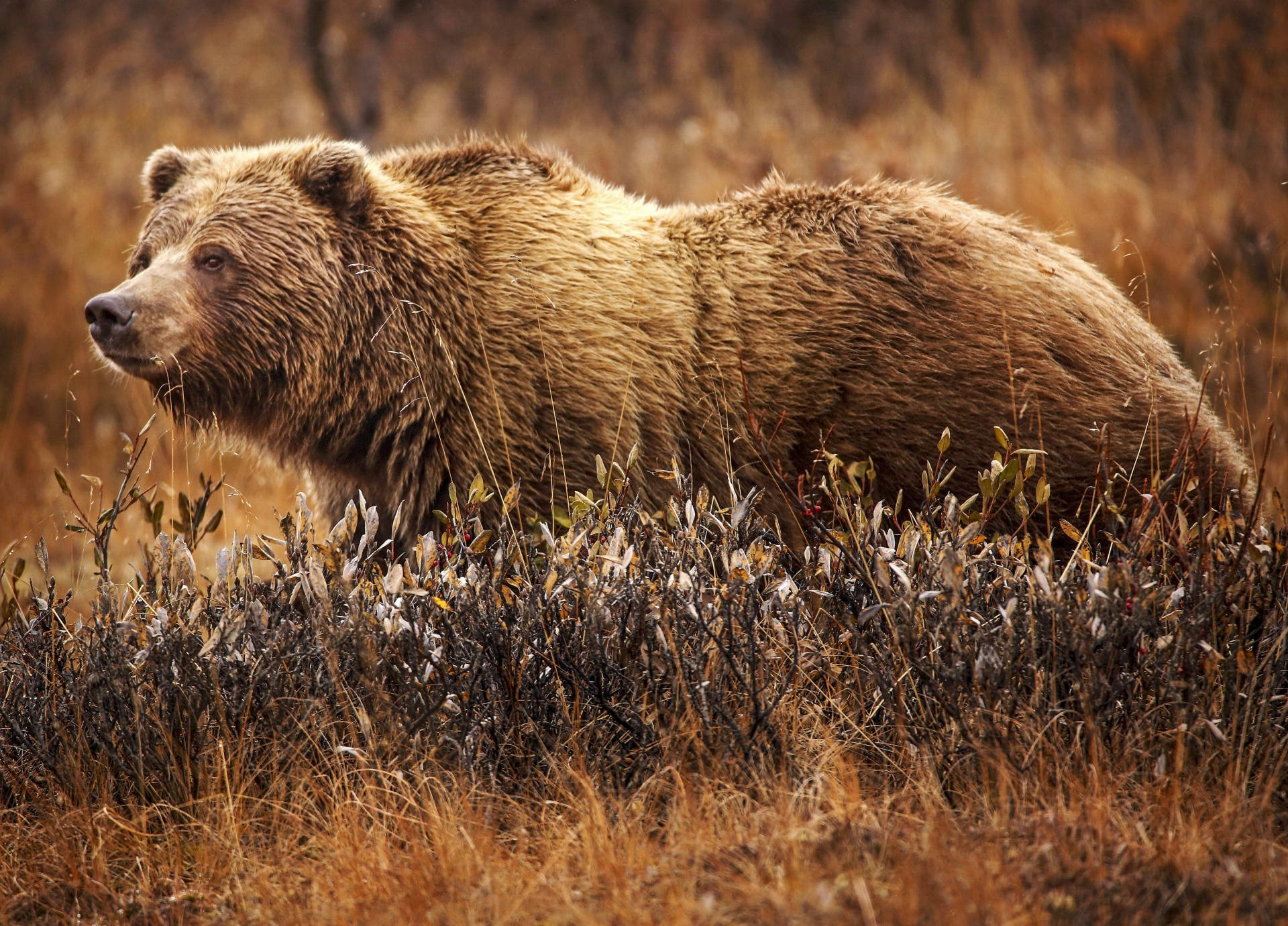 grizzly bear, brown bear, golden grass, Full HD Desktop Wallpaper