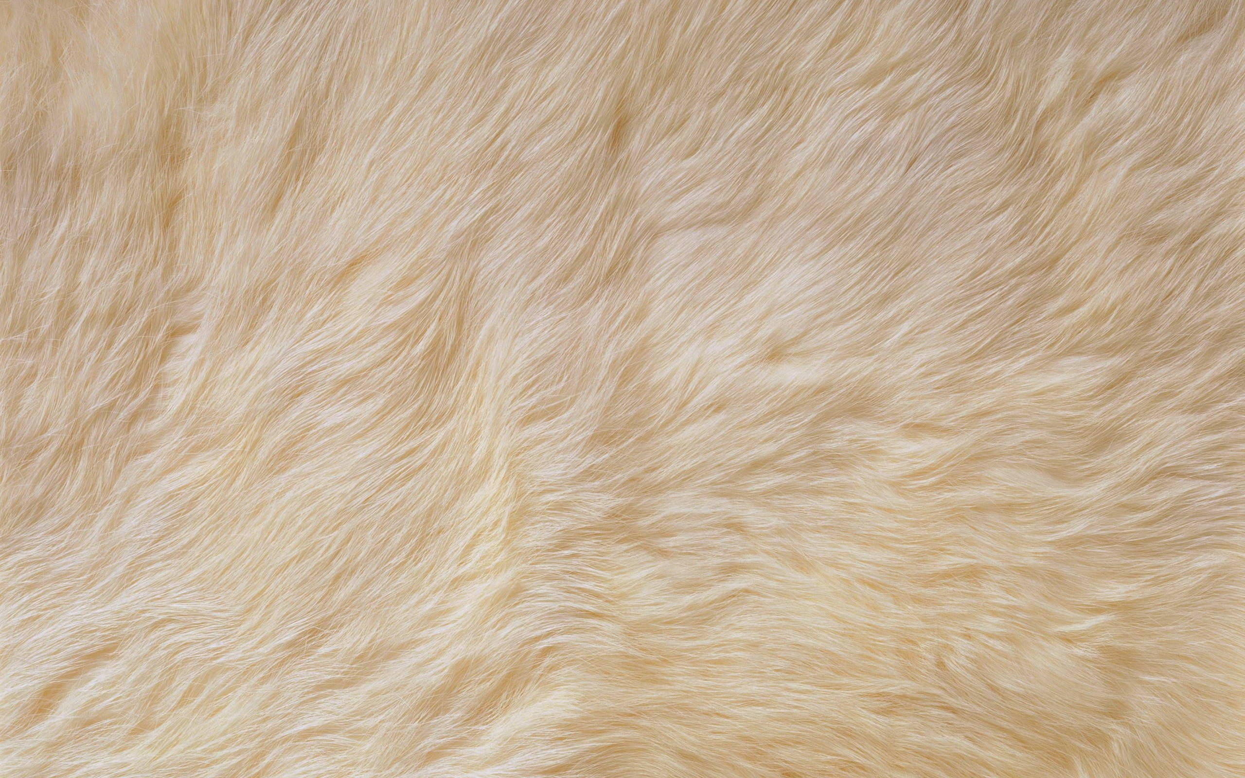 faux fur, creamy beige, soft, 2K Desktop Wallpaper