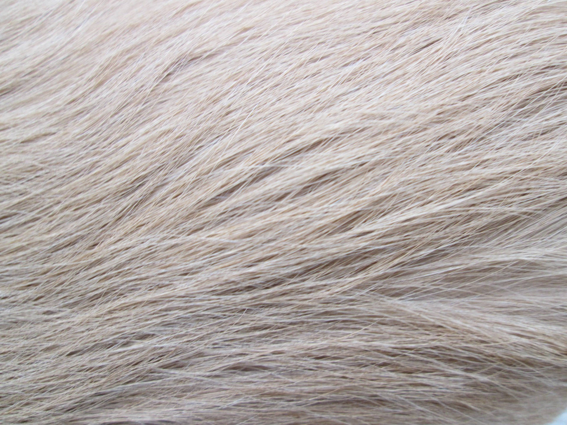 pale white animal fur, soft beige animal fur, fine strands, Full HD Desktop Wallpaper