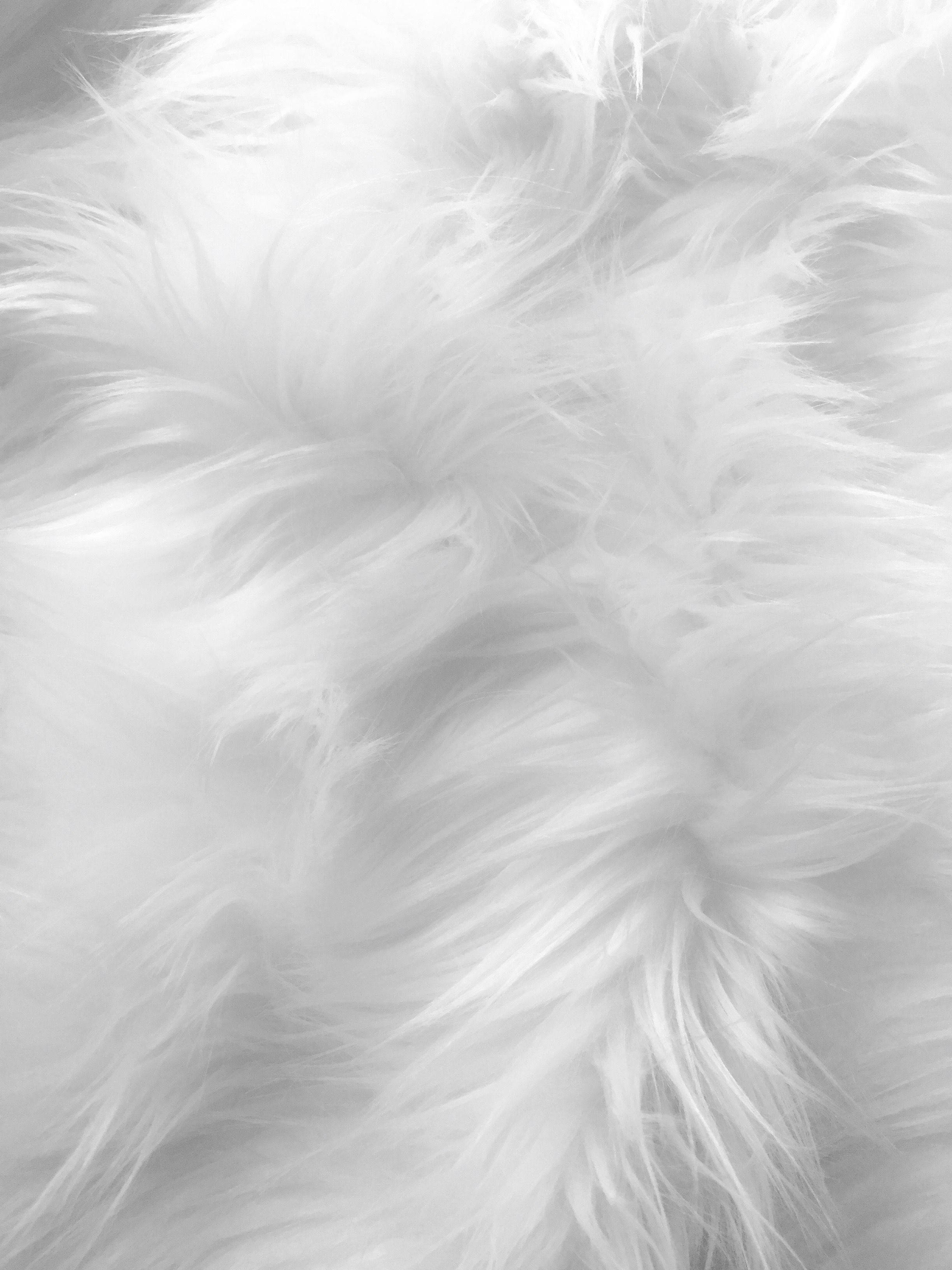 soft white animal fur, fluffy white fur, gentle shadows, 2K Phone Wallpaper