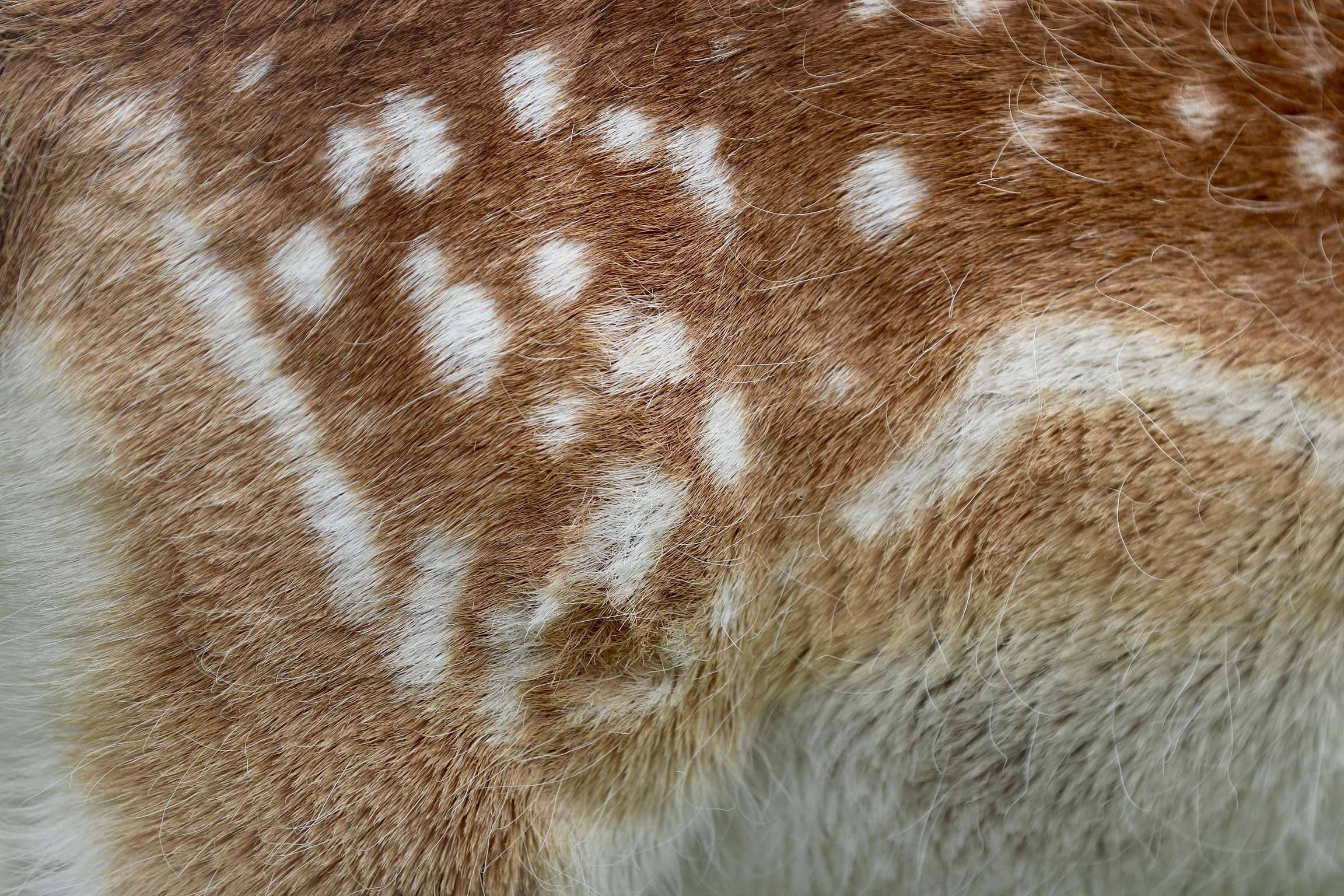 deer, soft brown fur, white spots, Full HD Desktop Wallpaper