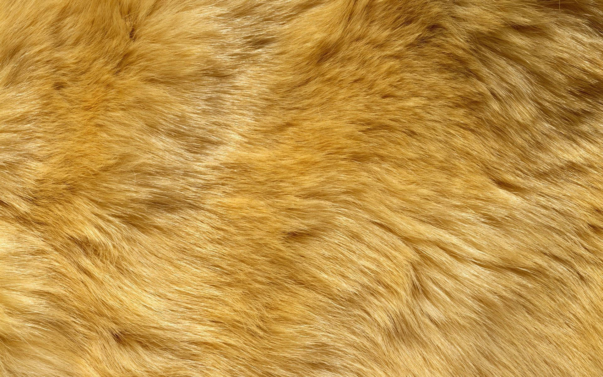 yellow, golden-brown fur, dense fur, Full HD Desktop Wallpaper
