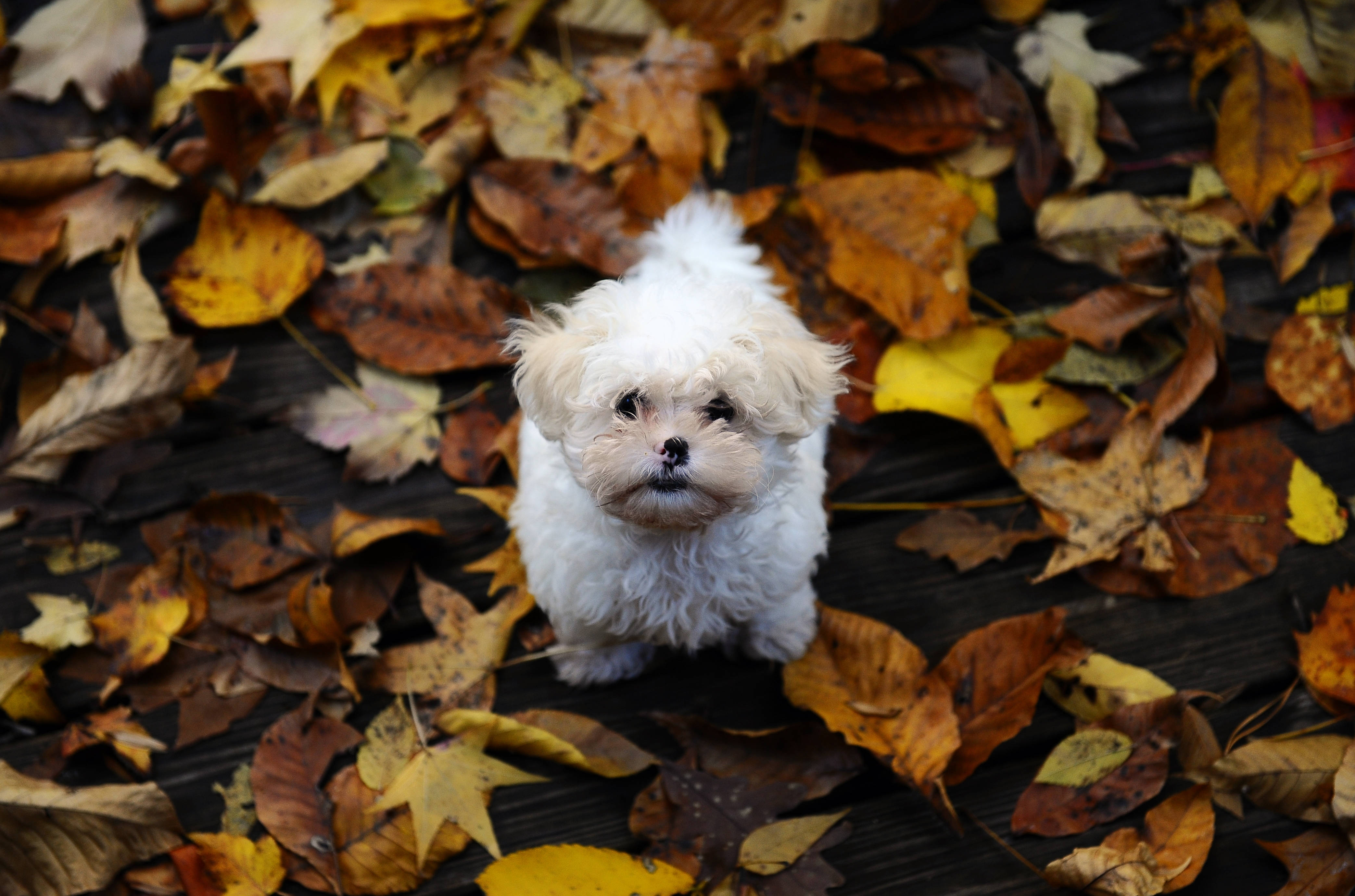 white furry puppy, fluffy white puppy, golden brown autumn leaves, 4K Desktop Wallpaper