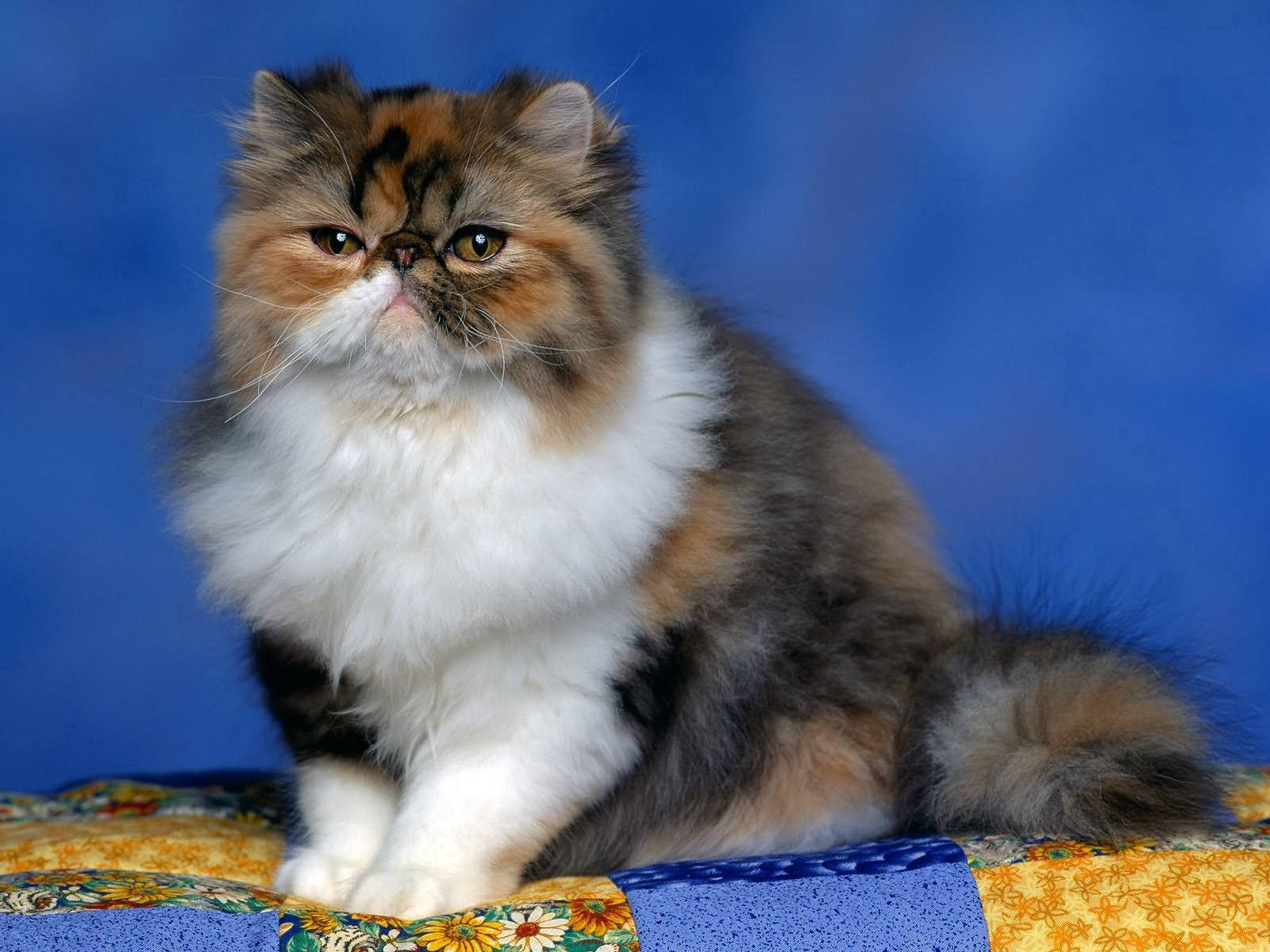 Persian cat, calico fur, colorful quilt, HD Desktop Wallpaper