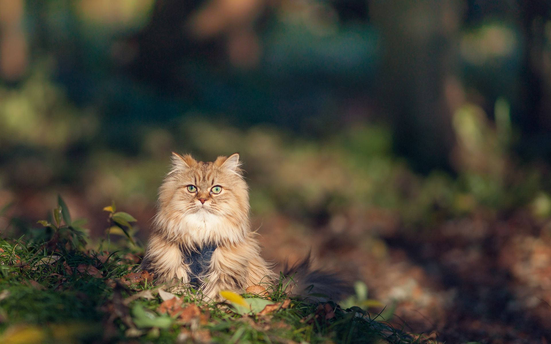 furry kitten, fluffy golden cat, green eyes, Full HD Desktop Wallpaper
