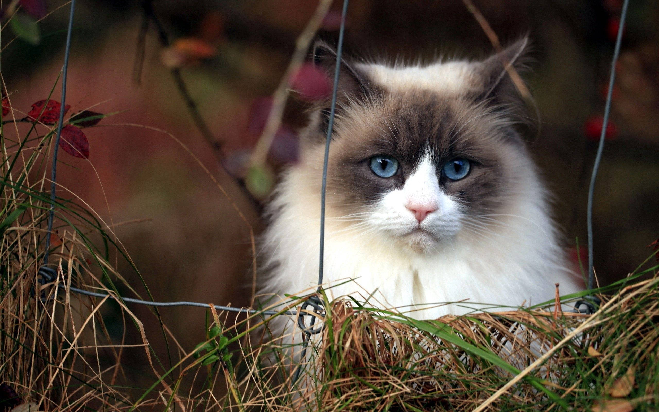 fluffy ragdoll cat, striking blue eyes, autumnal setting, 2K Desktop Wallpaper