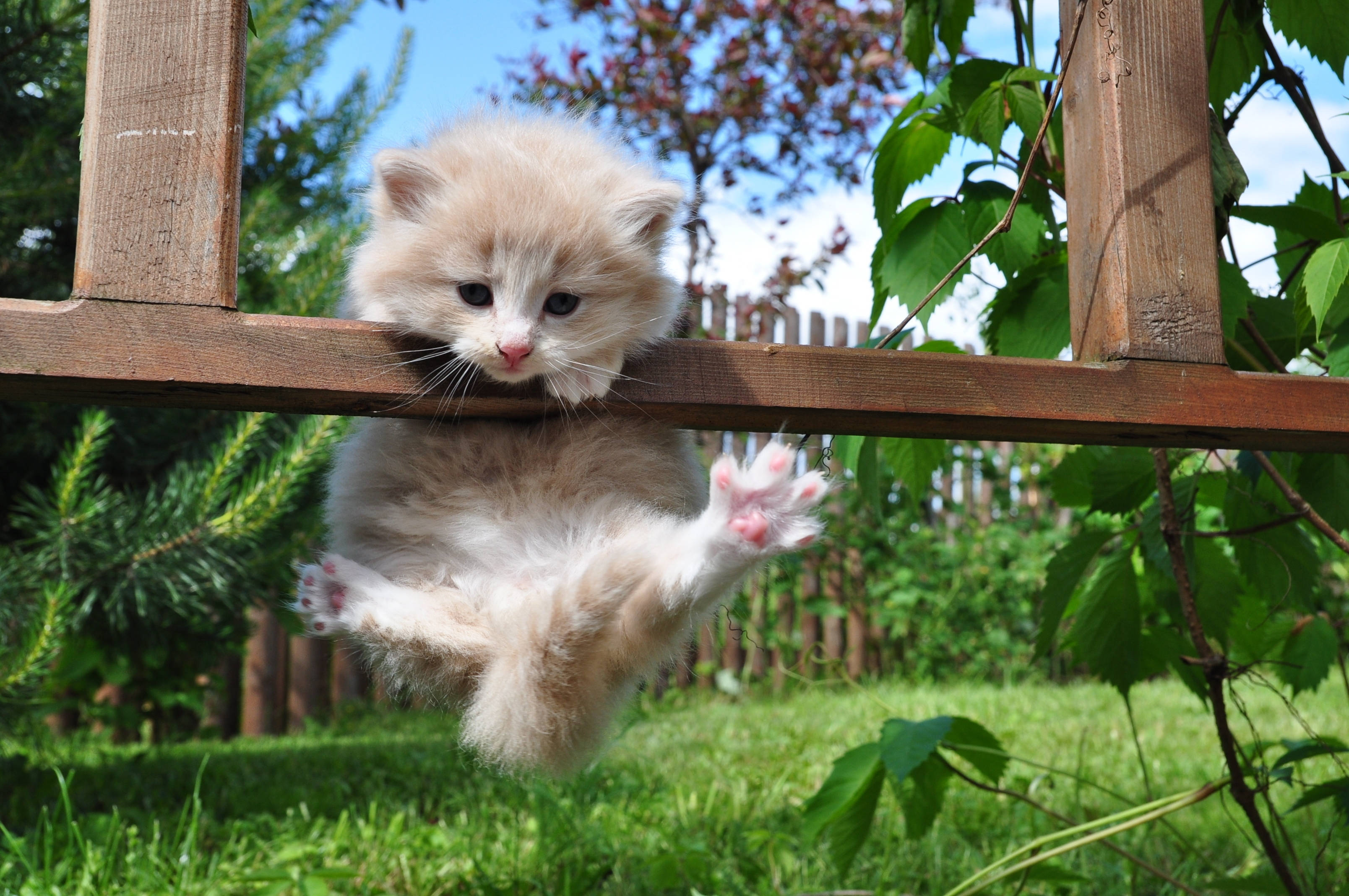 fluffy cream kitten, wooden fence post, sunlit garden, 2K Desktop Wallpaper