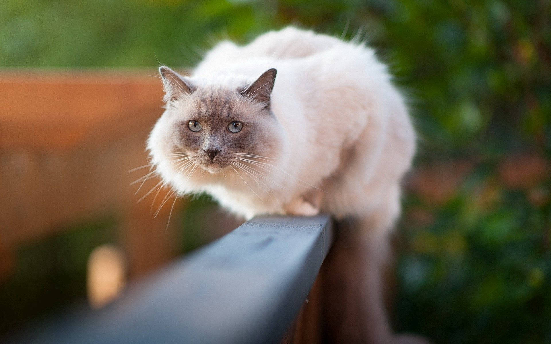 white furry cat, cream-colored cat, blue eyes, Full HD Desktop Wallpaper