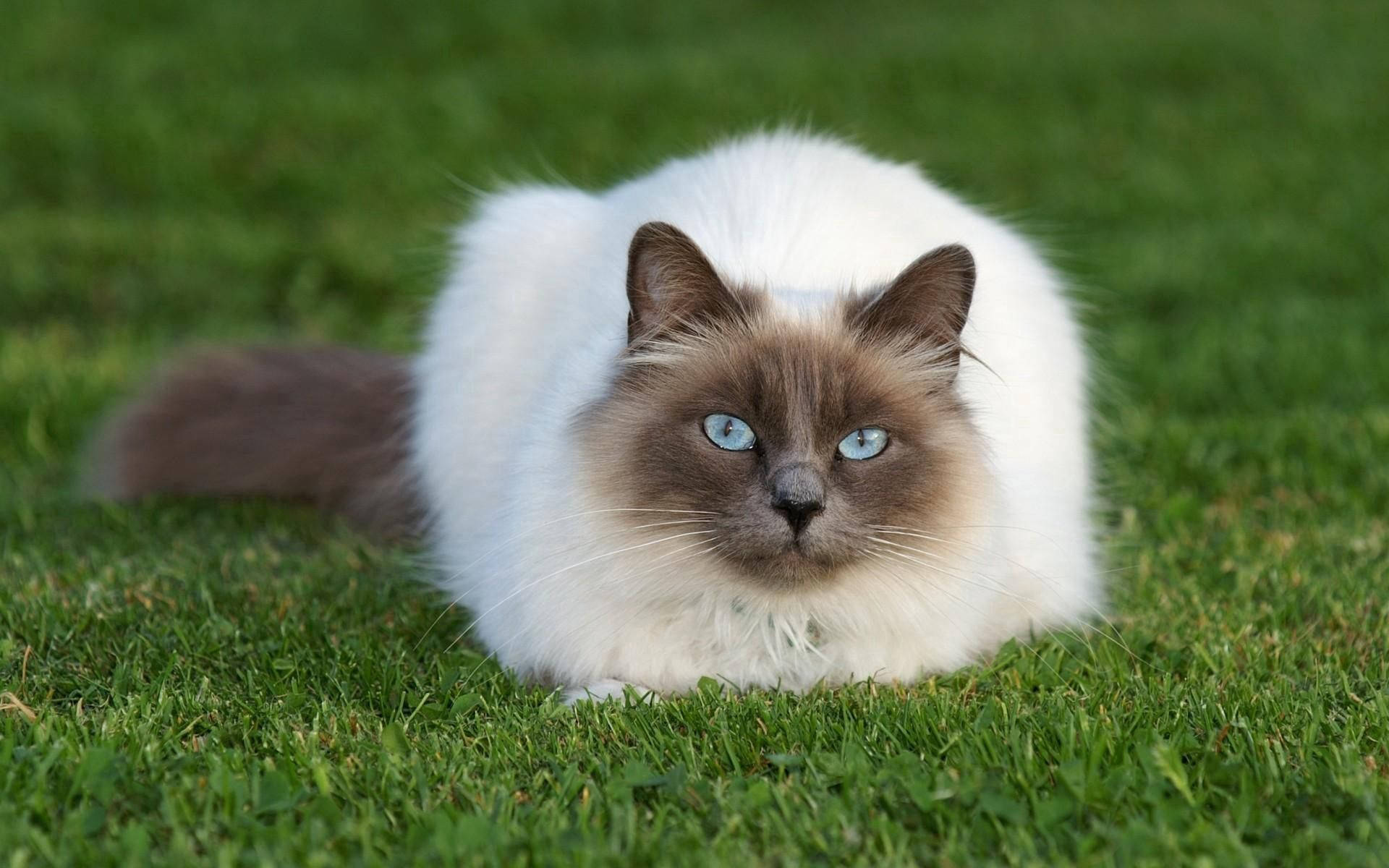 chubby cat, fluffy white and brown cat, striking blue eyes, Full HD Desktop Wallpaper