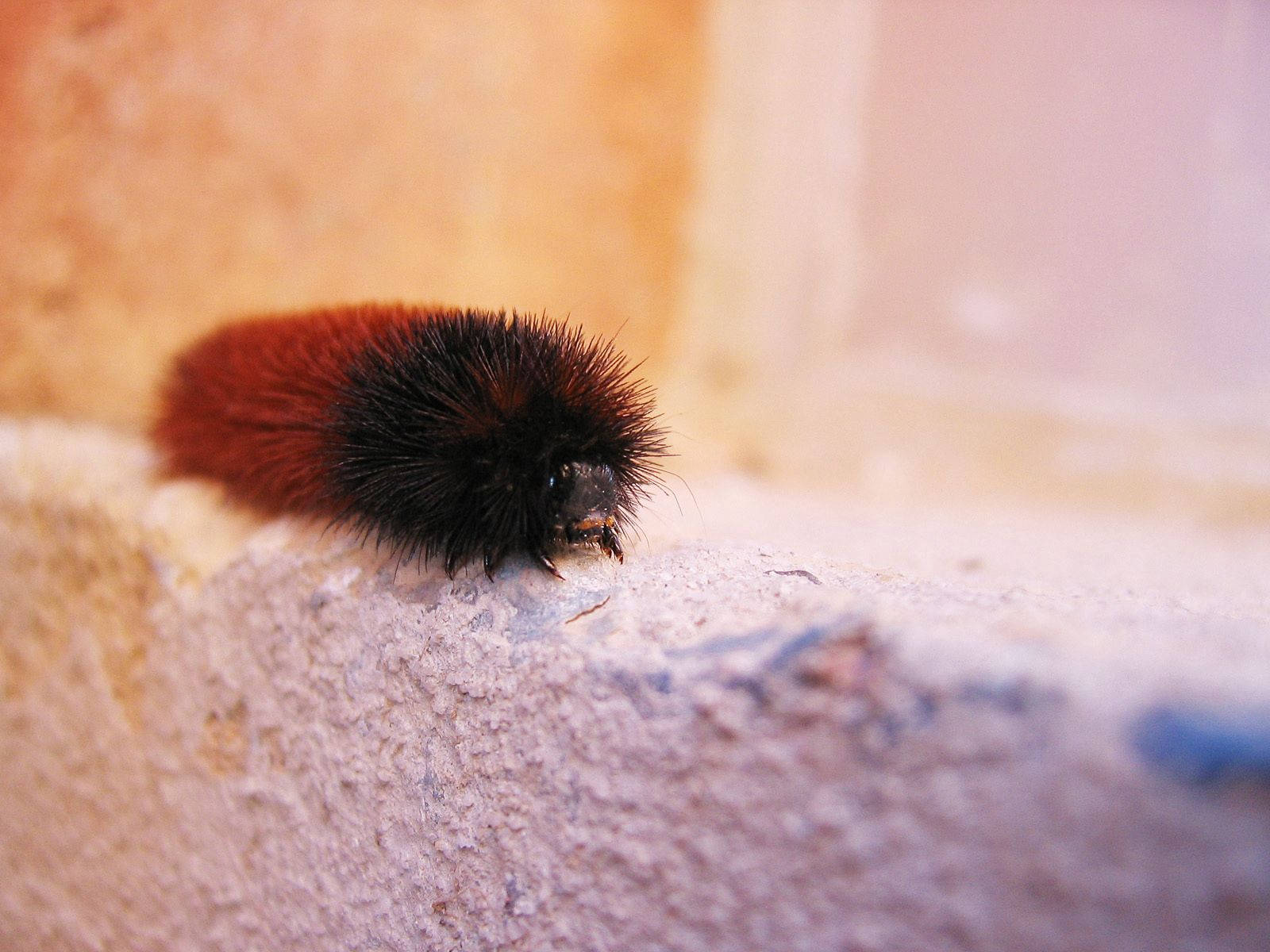 furry caterpillar, black and orange, rough textured stone ledge, HD Desktop Wallpaper