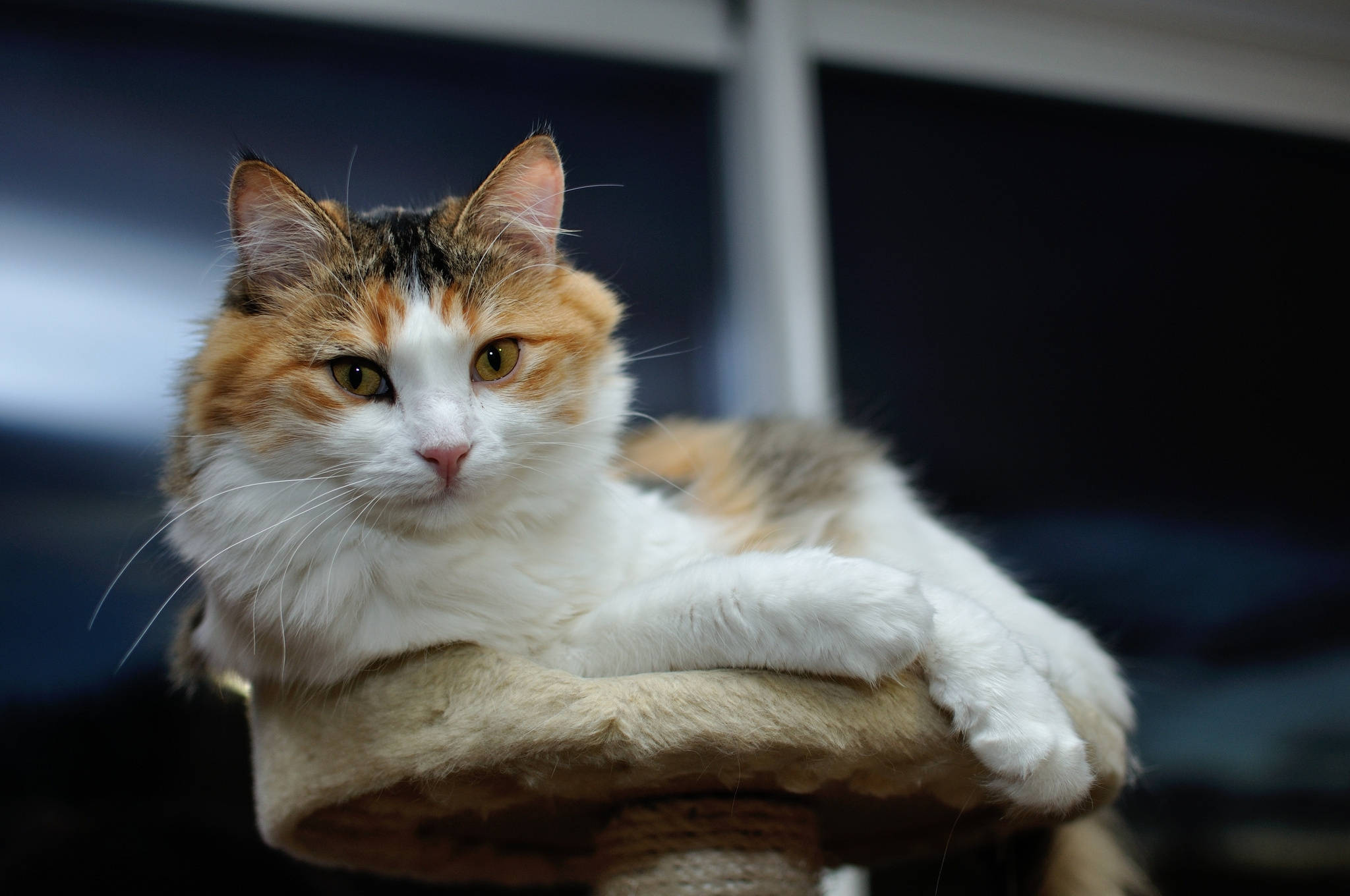 golden eyed furry cat, calico cat, amber eyes, Full HD Desktop Wallpaper
