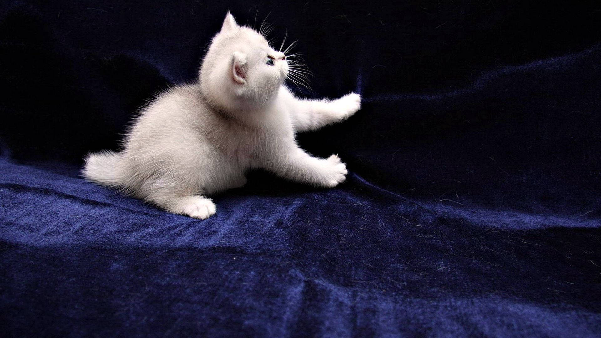 off white, furry kitty, dark blue velvet, Full HD Desktop Wallpaper