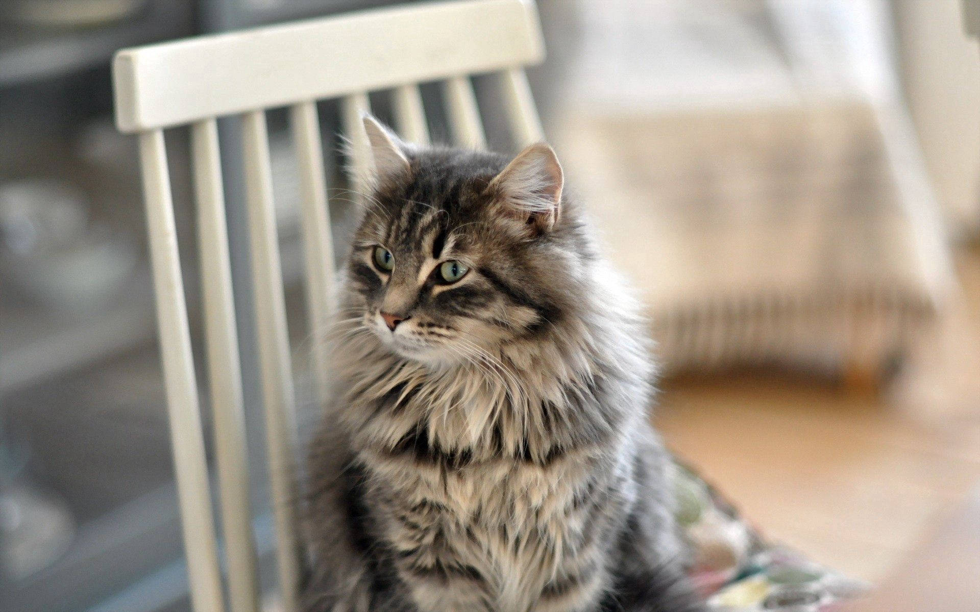 fluffy tabby cat, green eyes, white wooden chair, Full HD Desktop Wallpaper