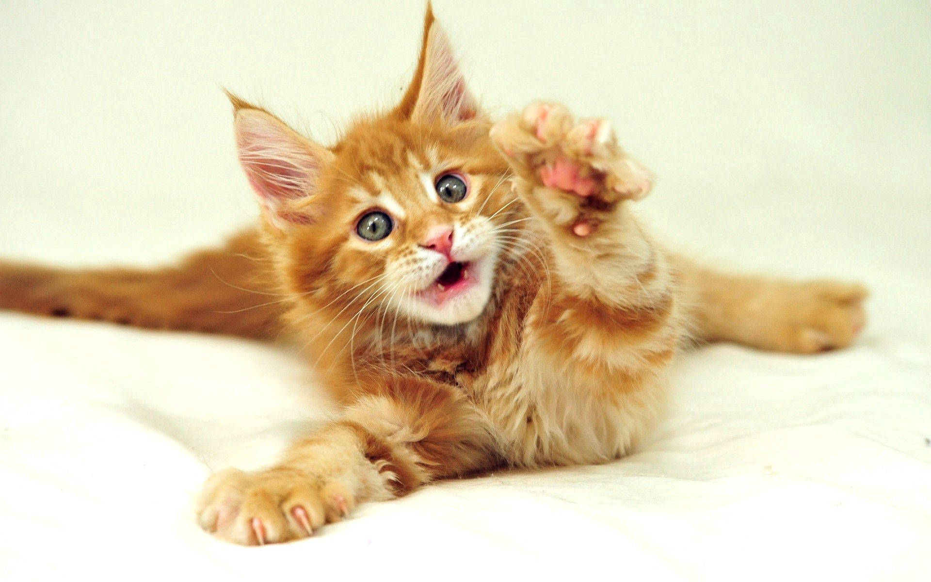 Golden Brown Furry Kitty, fluffy orange kitten, wide curious eyes, Full HD Desktop Wallpaper