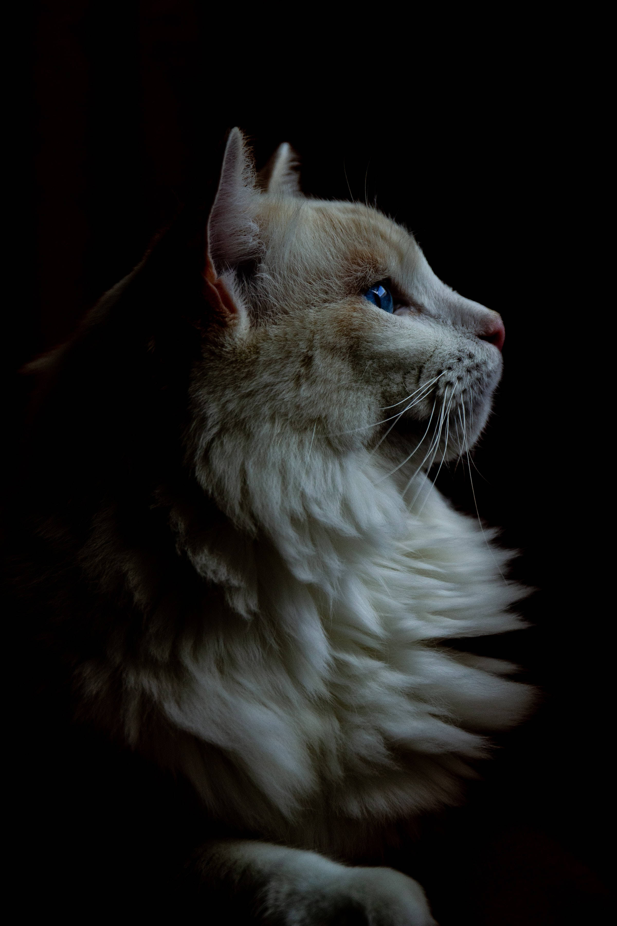 furry, cream cat, piercing blue eyes, 2K Phone Wallpaper