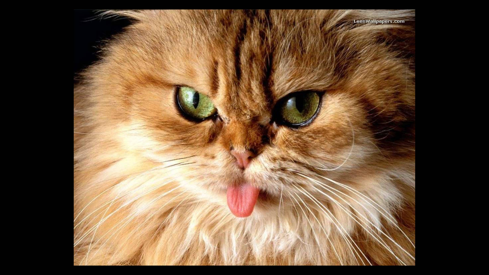 fluffy golden cat, green eyes, sticking out its tongue, Full HD Desktop Wallpaper
