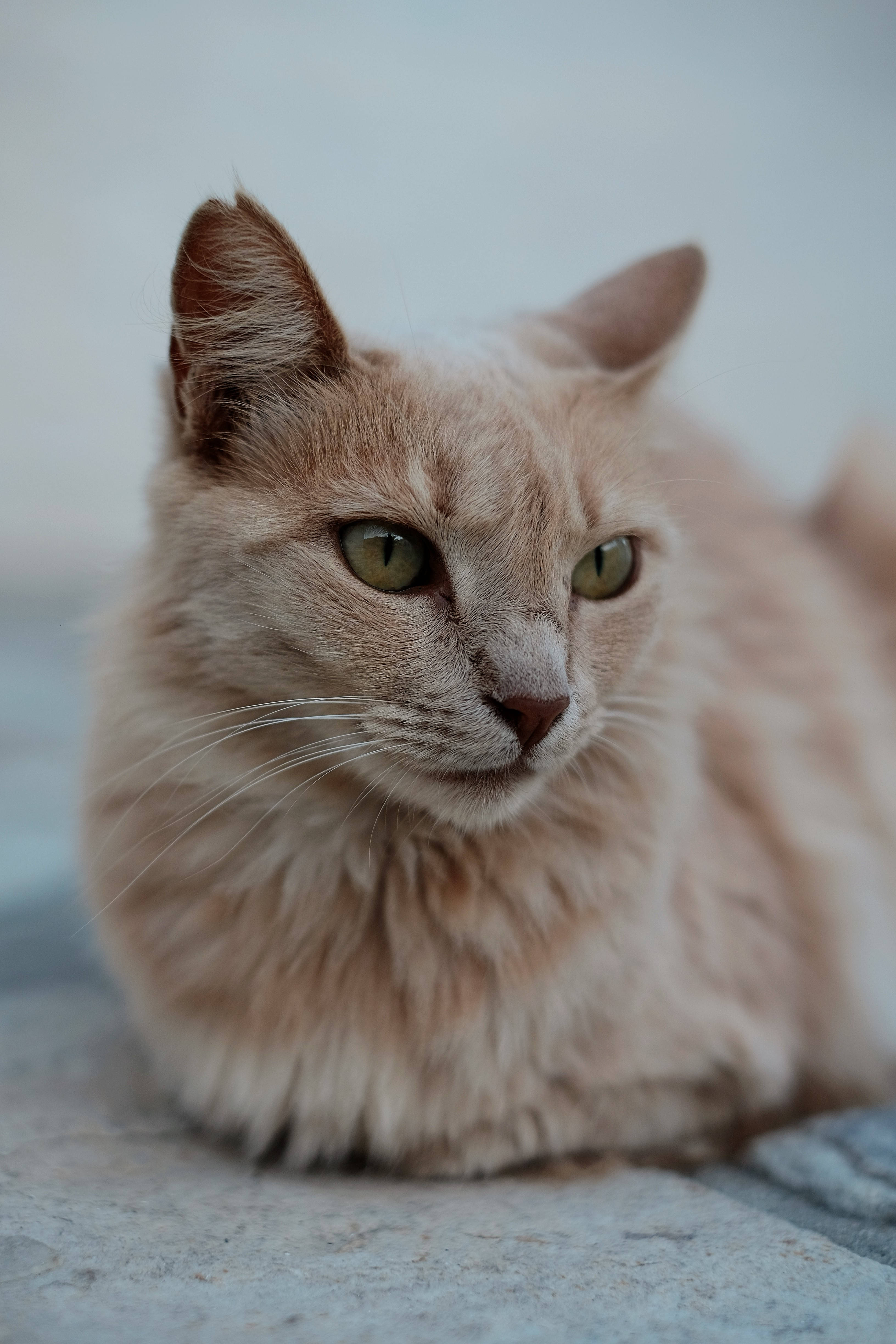 fluffy cream cat, green eyes, stone surface, 4K Phone Wallpaper