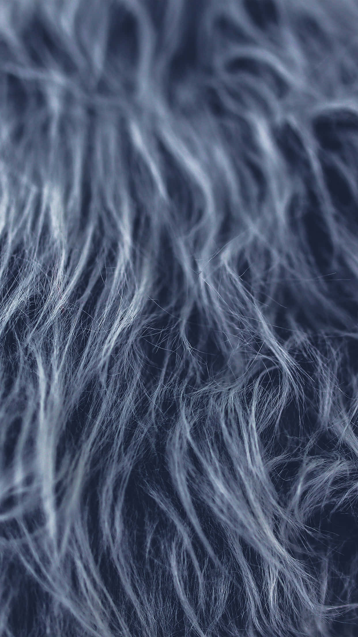 fuzzy, gray hair, blue and white fur, Full HD Phone Wallpaper