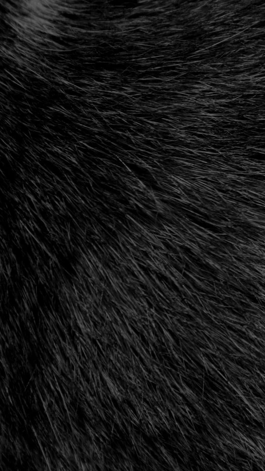 fuzzy, black hair, dense black fur, Full HD Phone Wallpaper