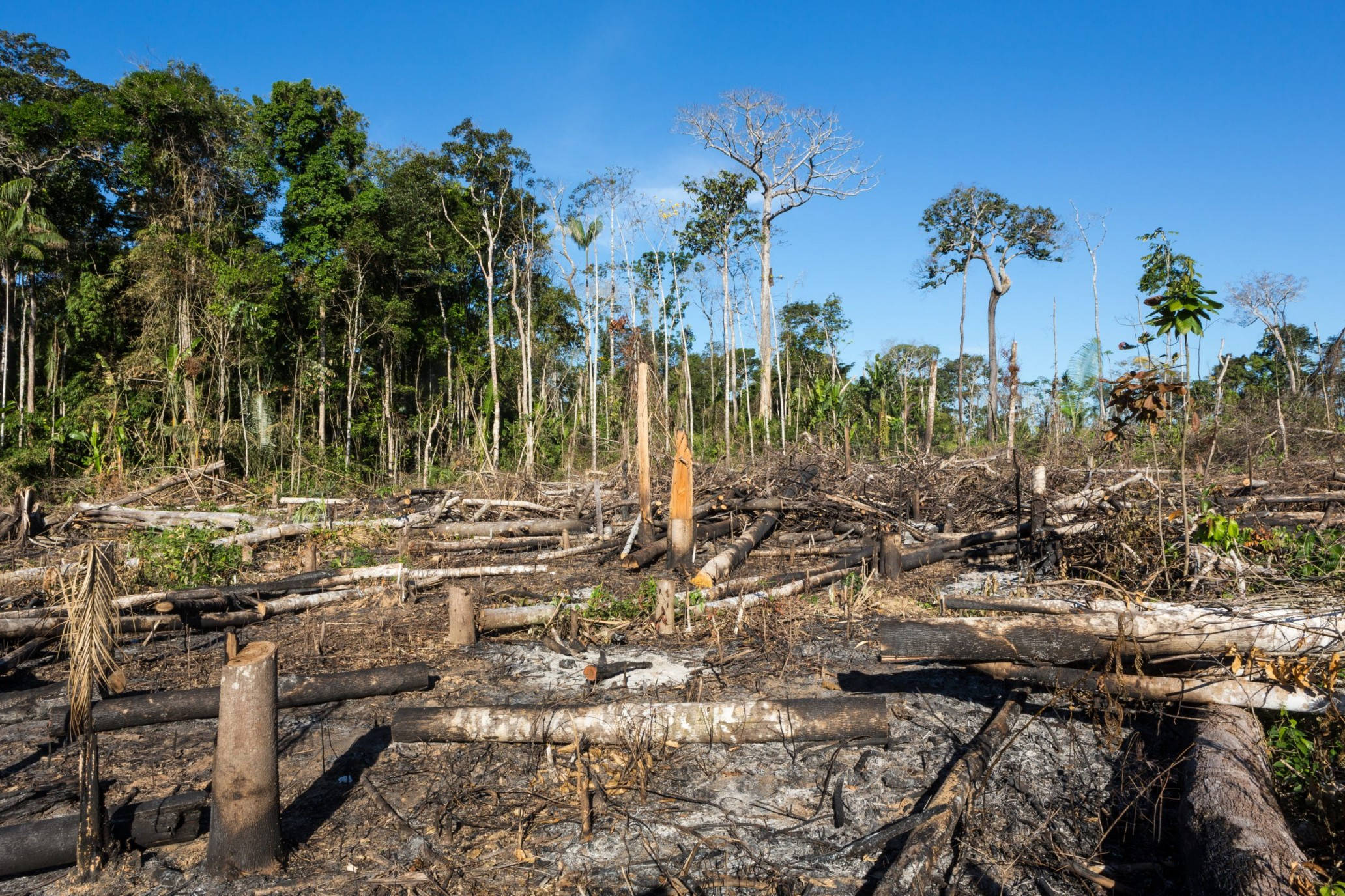 deforestation, Gabon, deforested jungle clearing, Full HD Desktop Wallpaper