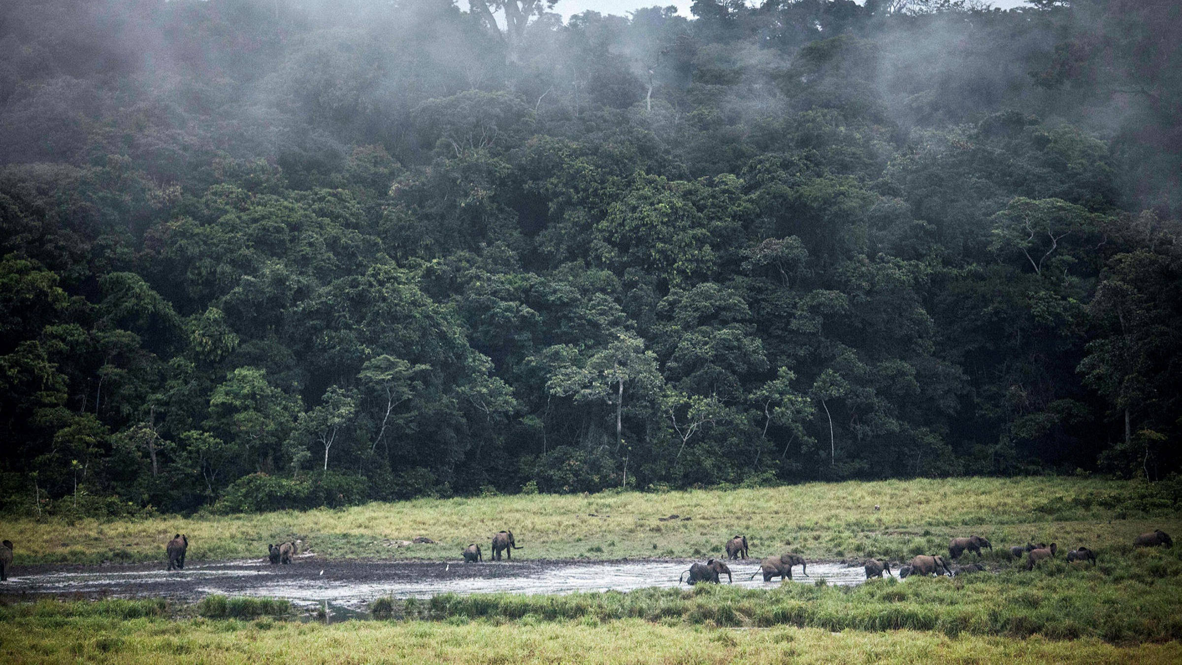untouched forest, Gabon, misty jungle, Full HD Desktop Wallpaper