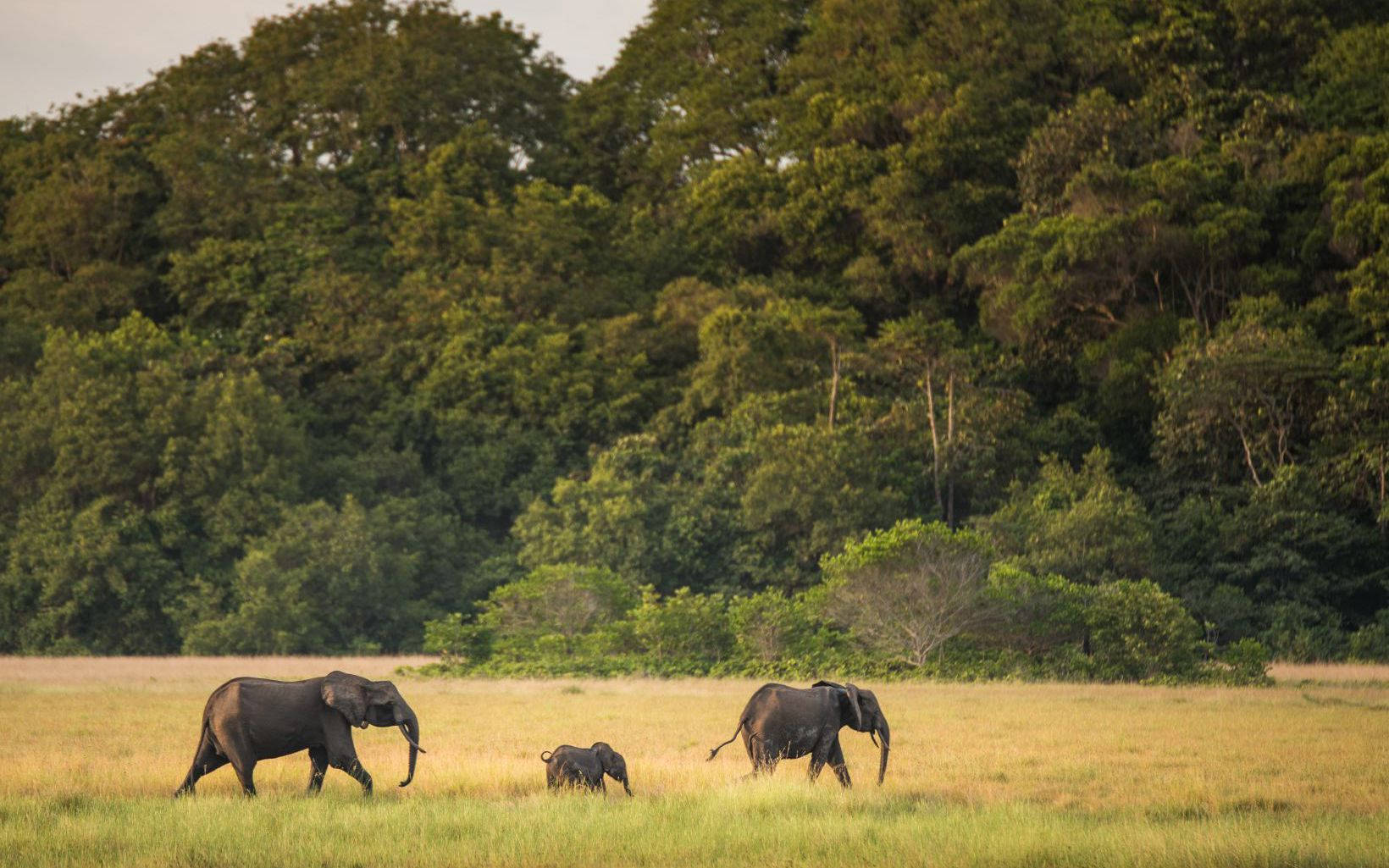jungle safari, Gabon, family of elephants, HD Desktop Wallpaper