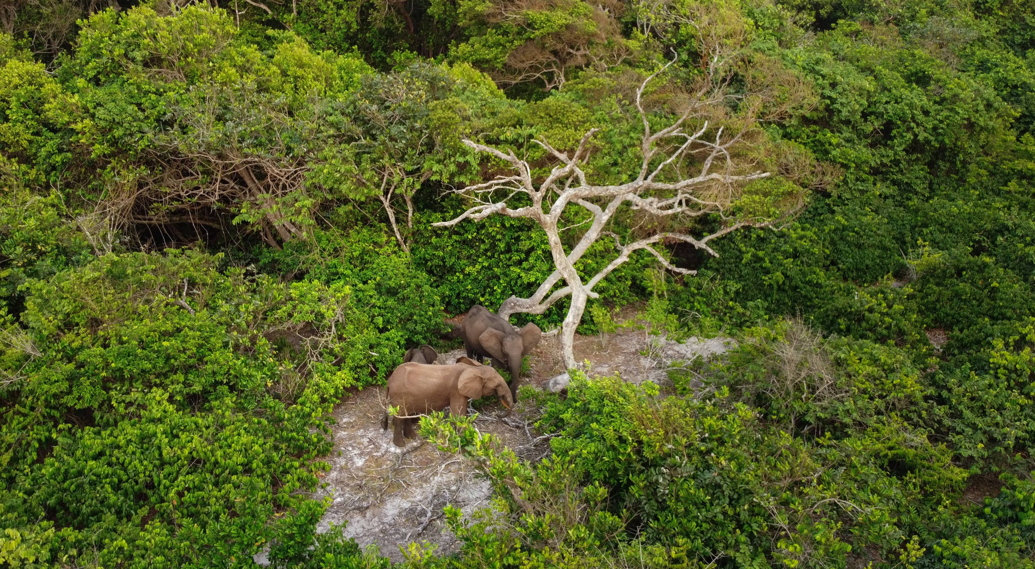 elephants, Gabon, aerial view, 4K Desktop Wallpaper