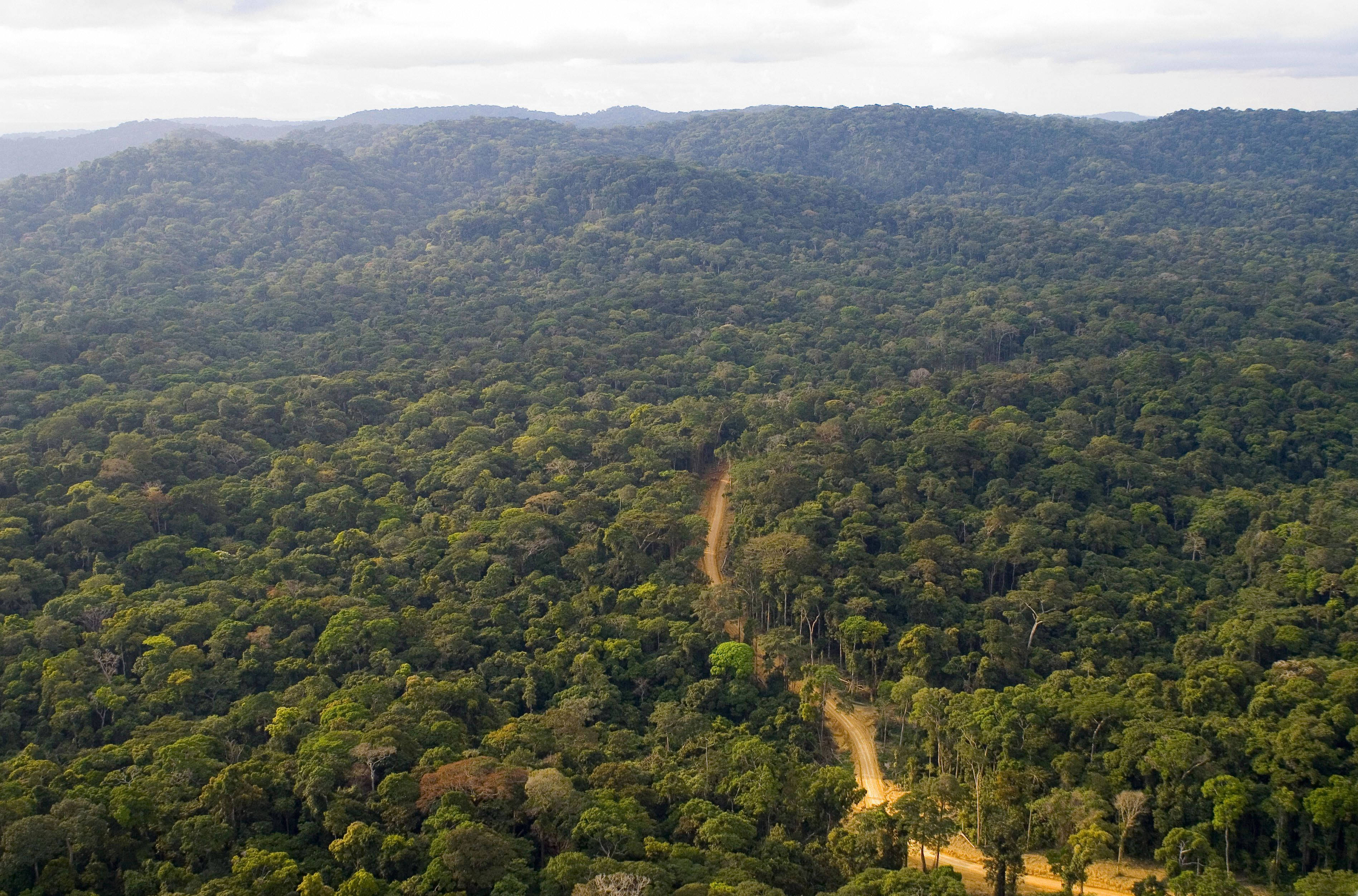 rainforest, Gabon, aerial view, 2K Desktop Wallpaper