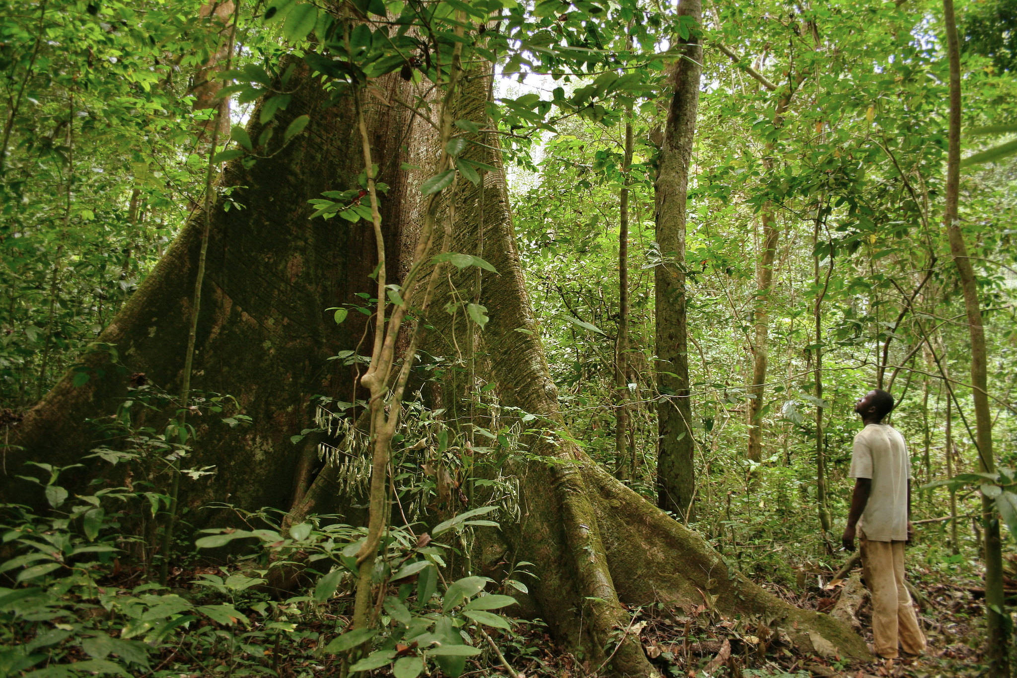 Gabon, ancient tree, lush green jungle canopy, Full HD Desktop Wallpaper