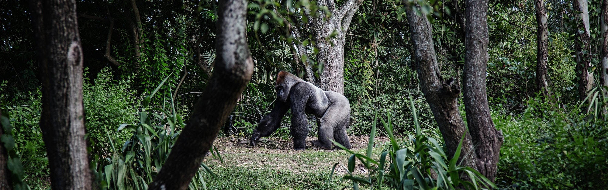 silverback gorilla, dense green forest, tree trunks, Full HD Desktop Wallpaper