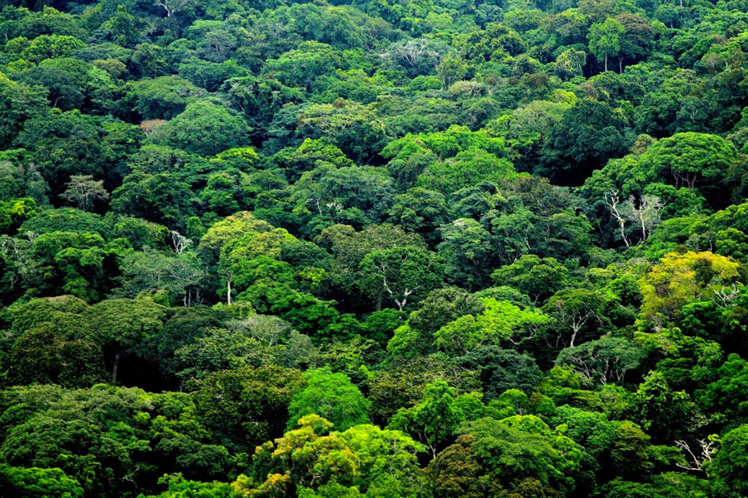 green forest, Gabon, emerald jungle canopy, HD Desktop Wallpaper