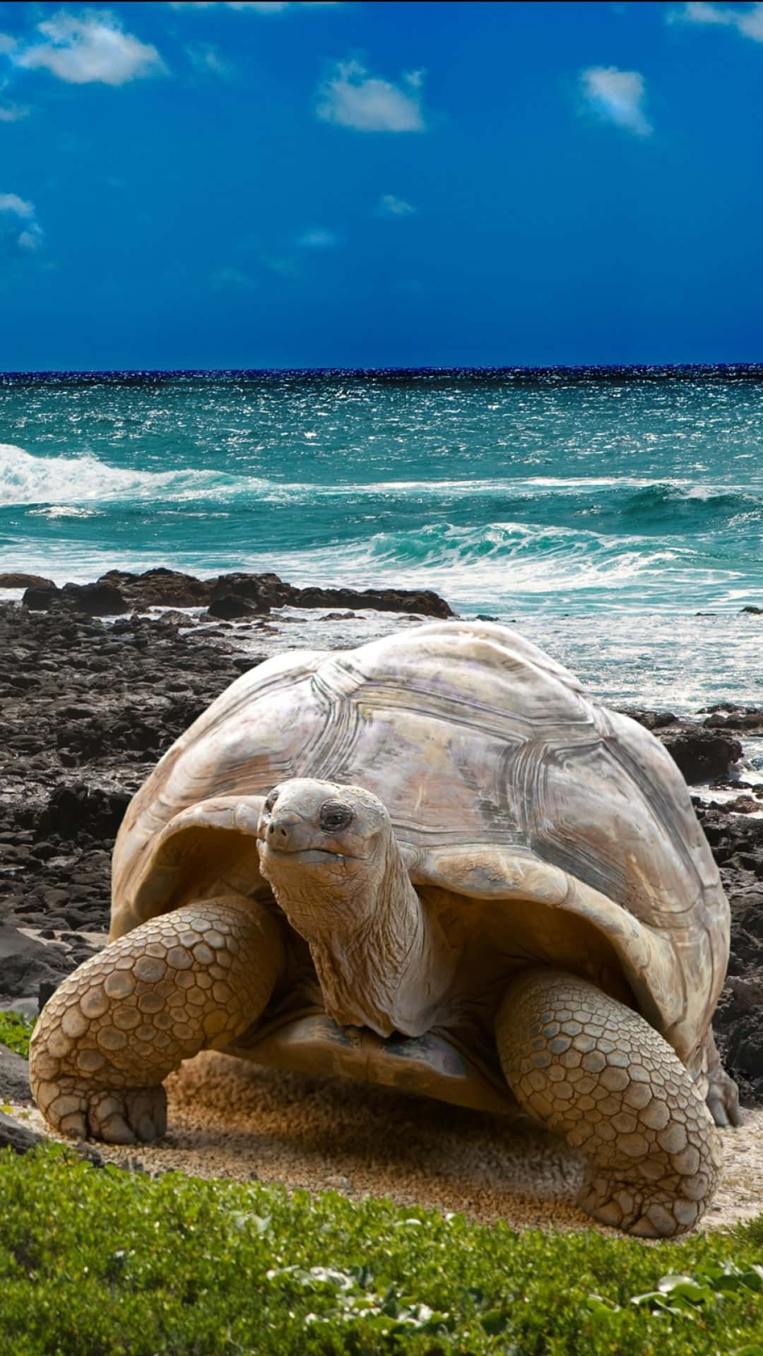 Galapagos Islands, giant tortoise, rocky shore, Full HD Phone Wallpaper