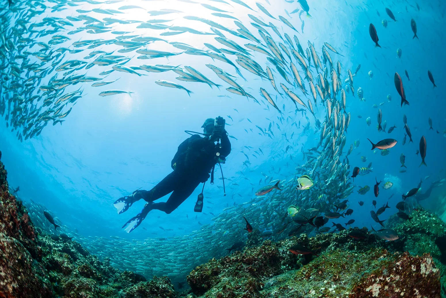 scuba diving, Galapagos, swirling school of fish, HD Desktop Wallpaper