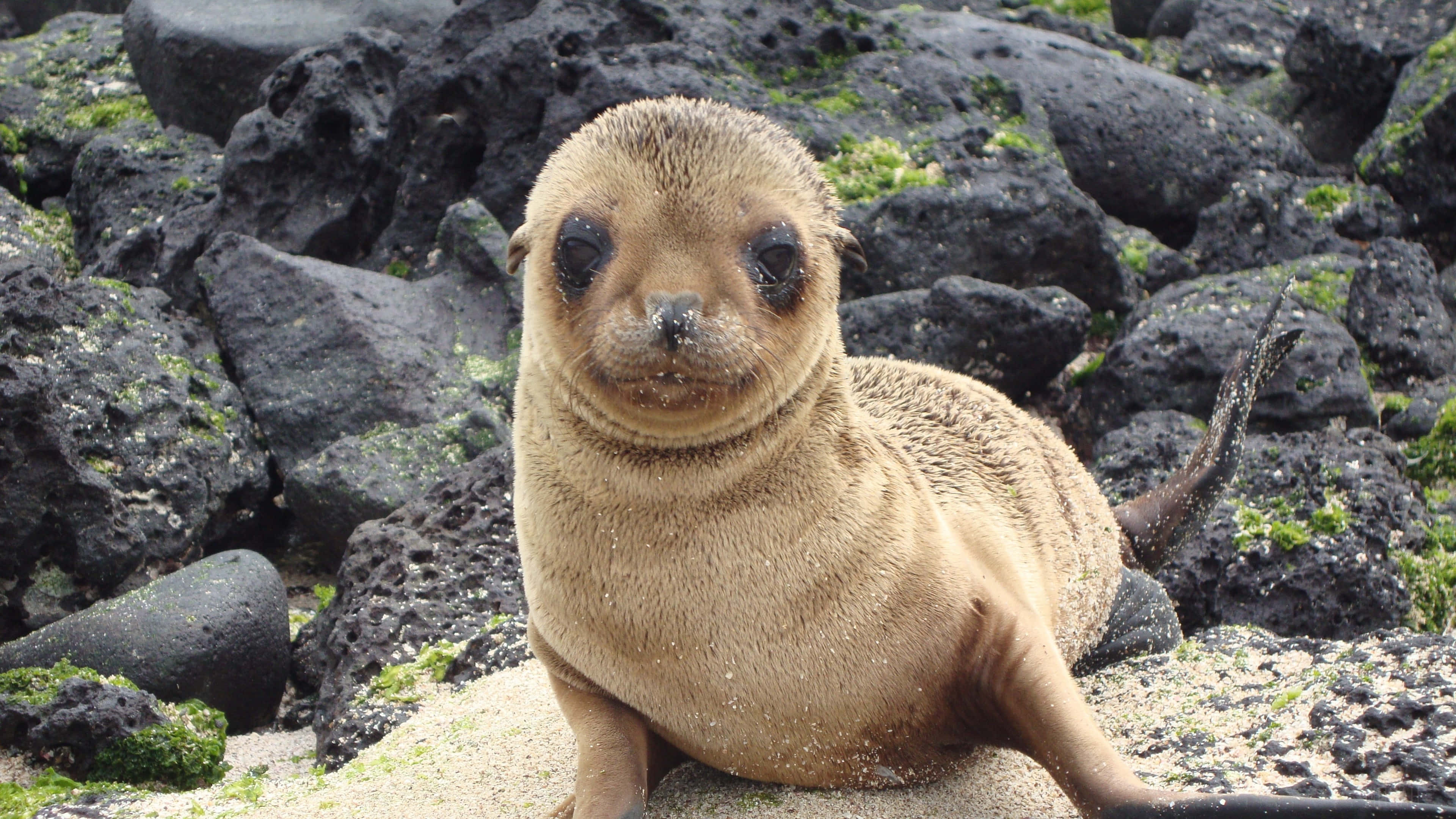 Galapagos Islands, fur seal, young sea lion pup, 4K Desktop Wallpaper