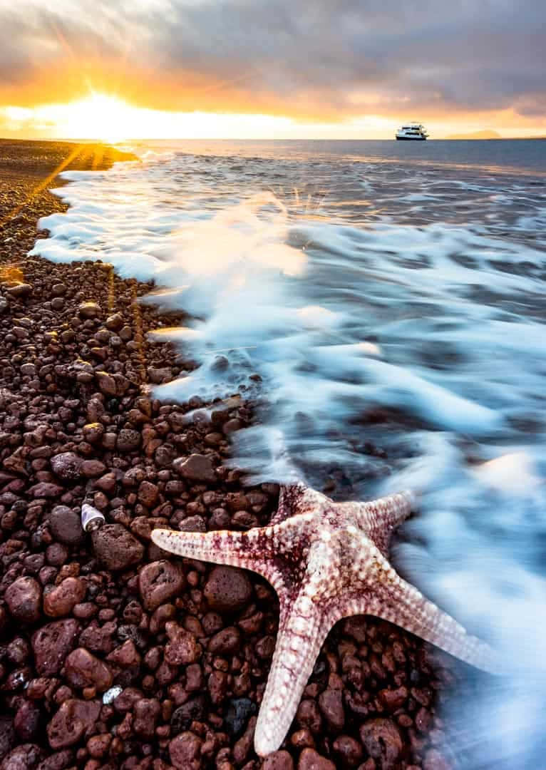 Galapagos Islands, stunning beach sunset, starfish, SD Phone Wallpaper