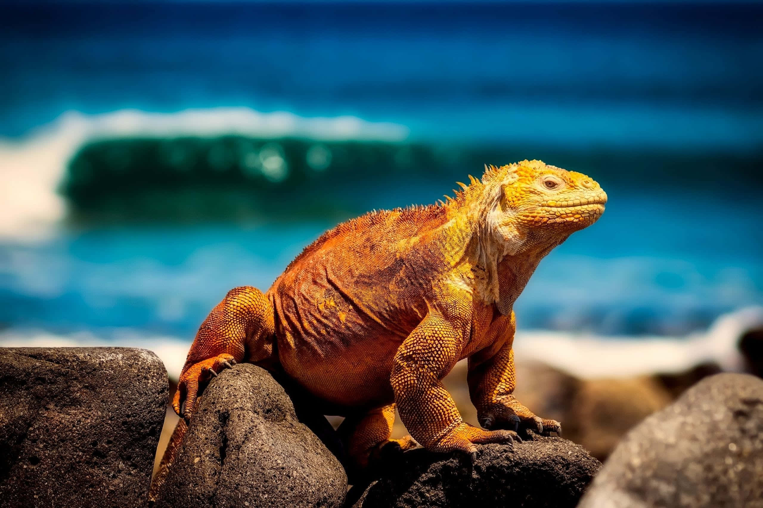 land iguana, Galapagos, dark volcanic rocks, 2K Desktop Wallpaper