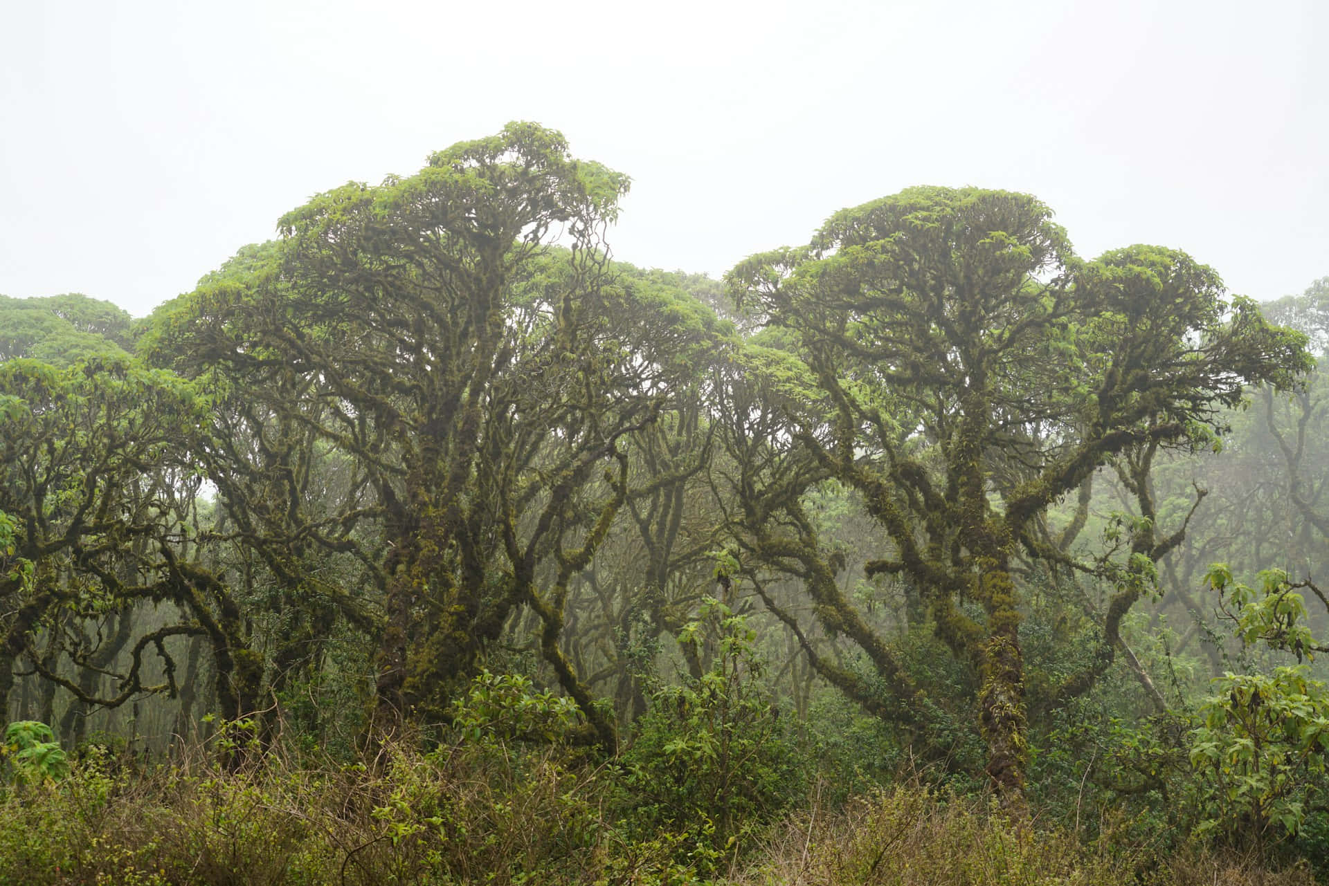 Galapagos, misty forest, moss draped trees, Full HD Desktop Wallpaper