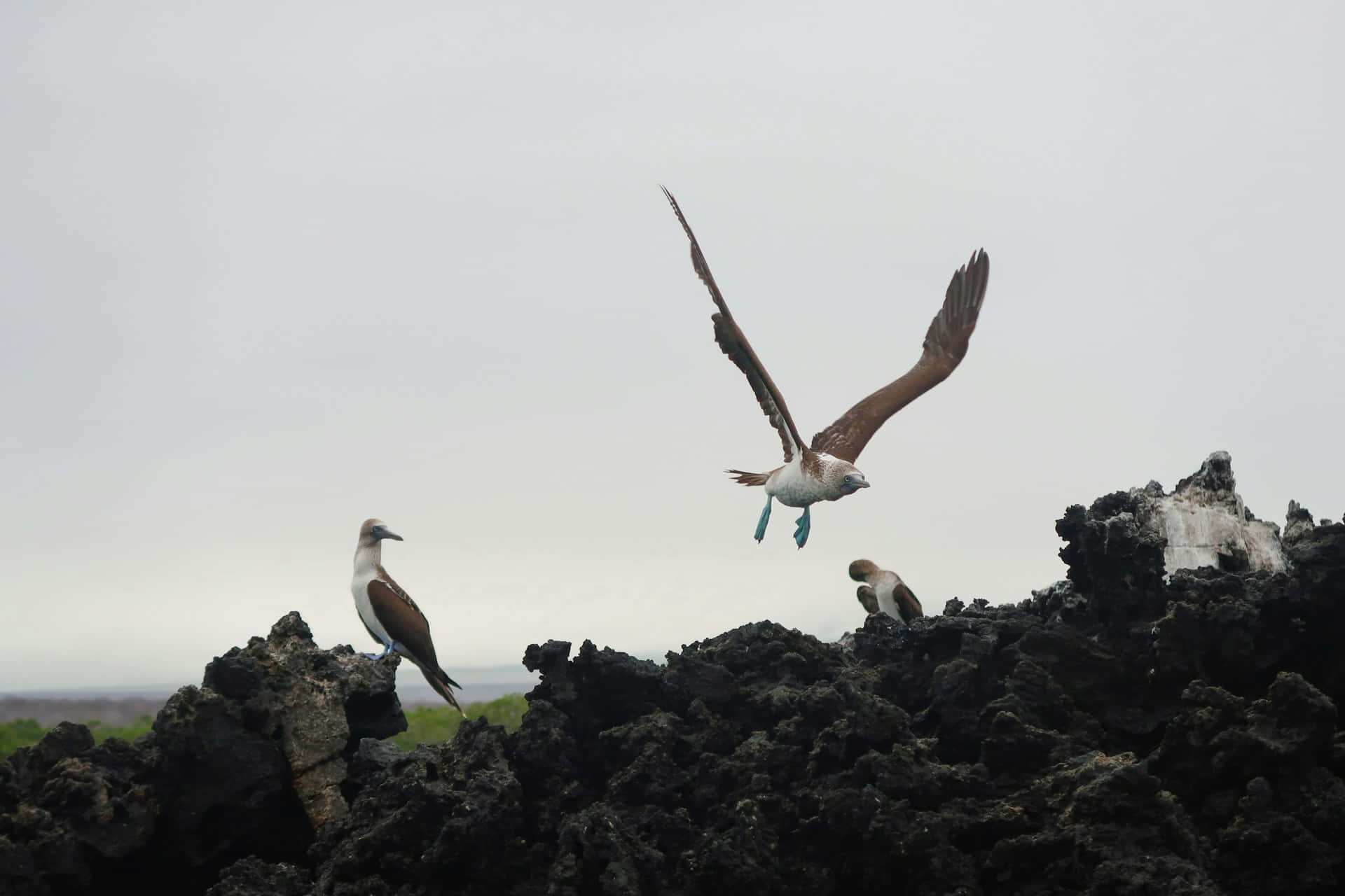 blue footed booby, flight, Galapagos, Full HD Desktop Wallpaper