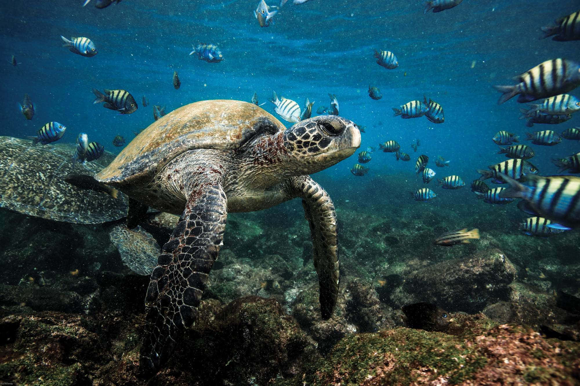 Galapagos Islands, sea turtle, sergeant major fish, Full HD Desktop Wallpaper