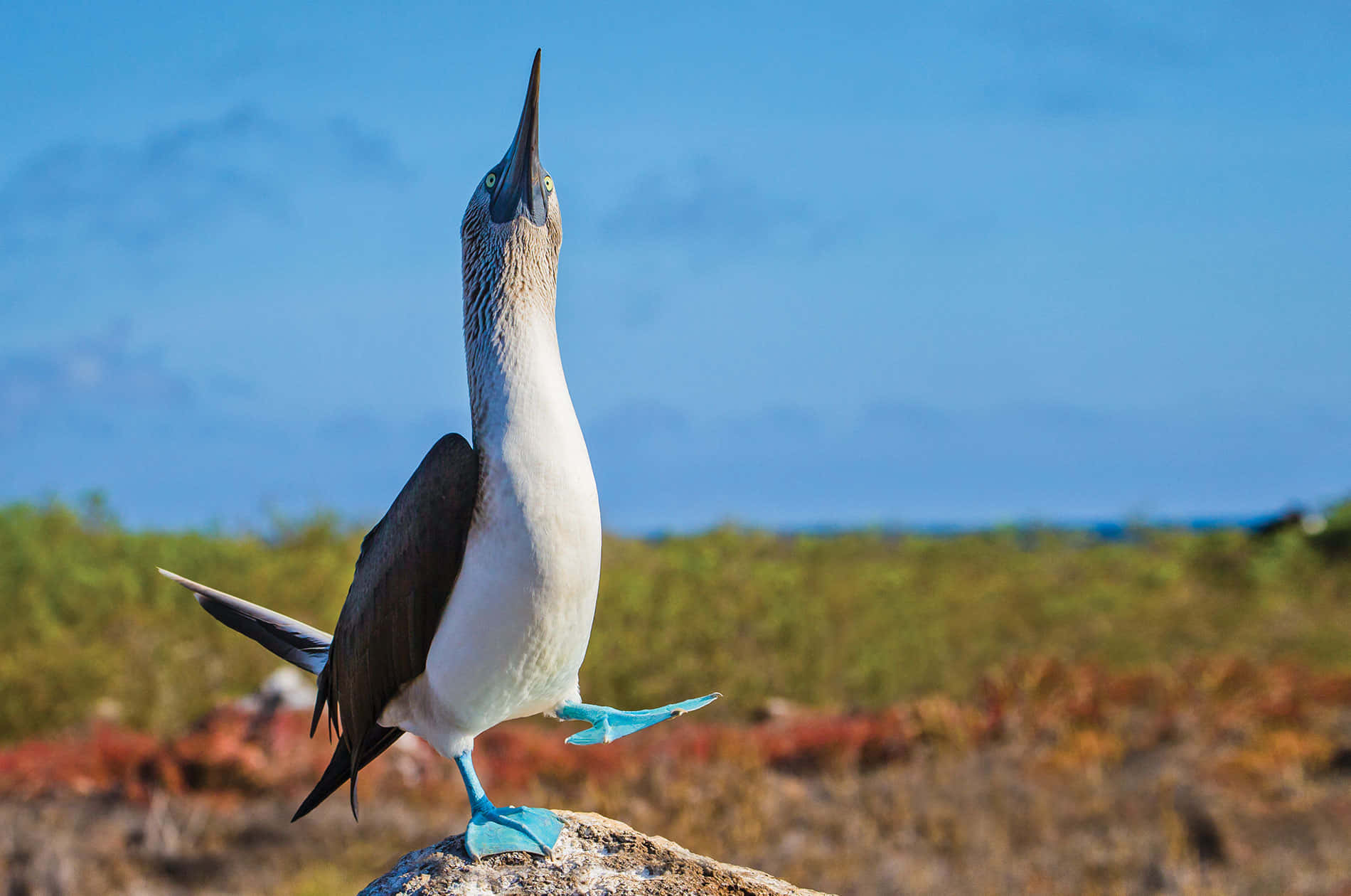 blue-footed booby, Galapagos Islands, rocky outcrop, HD Desktop Wallpaper