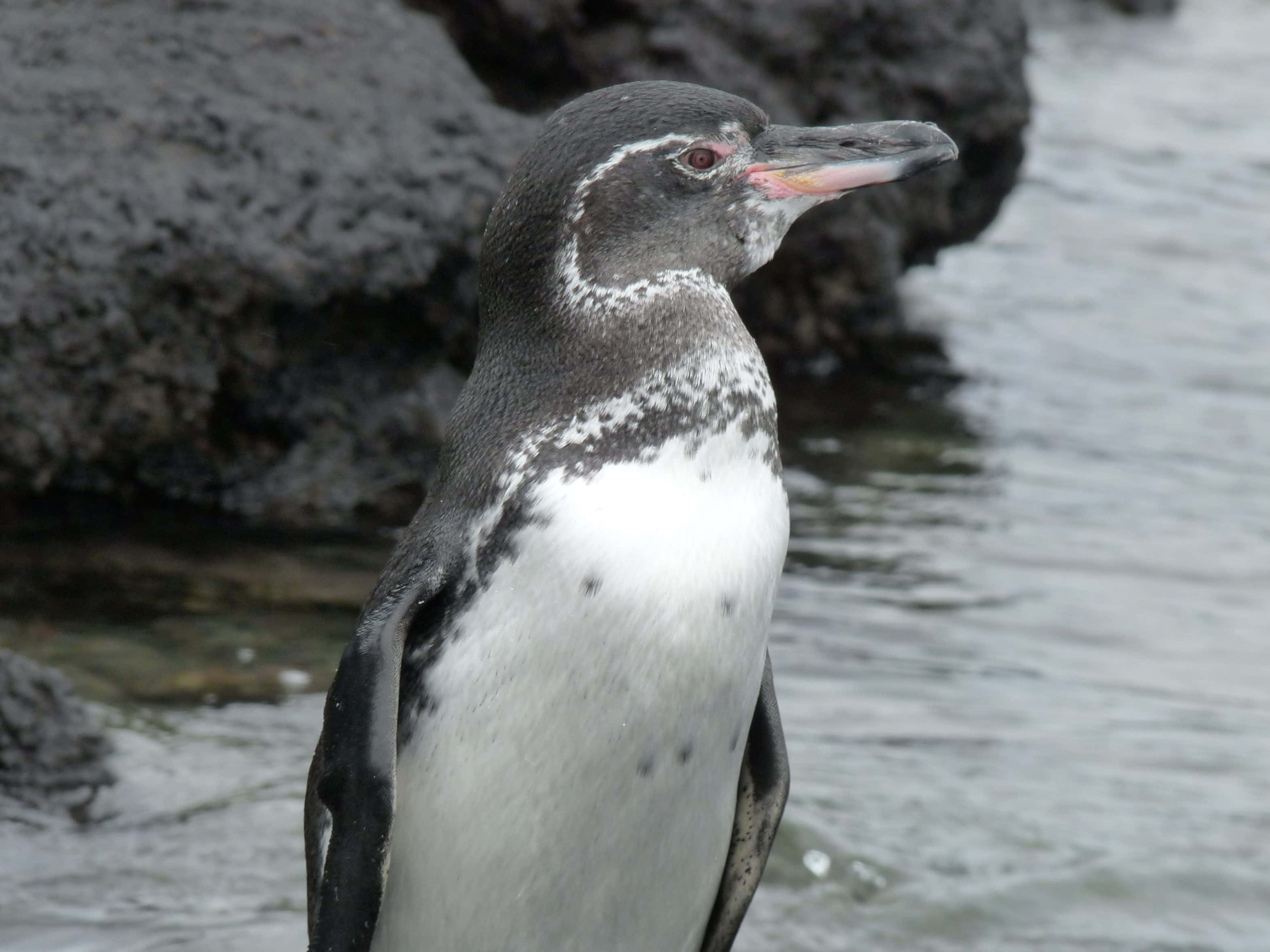 Galapagos penguin, wet rocks, calm ocean water, 2K Desktop Wallpaper