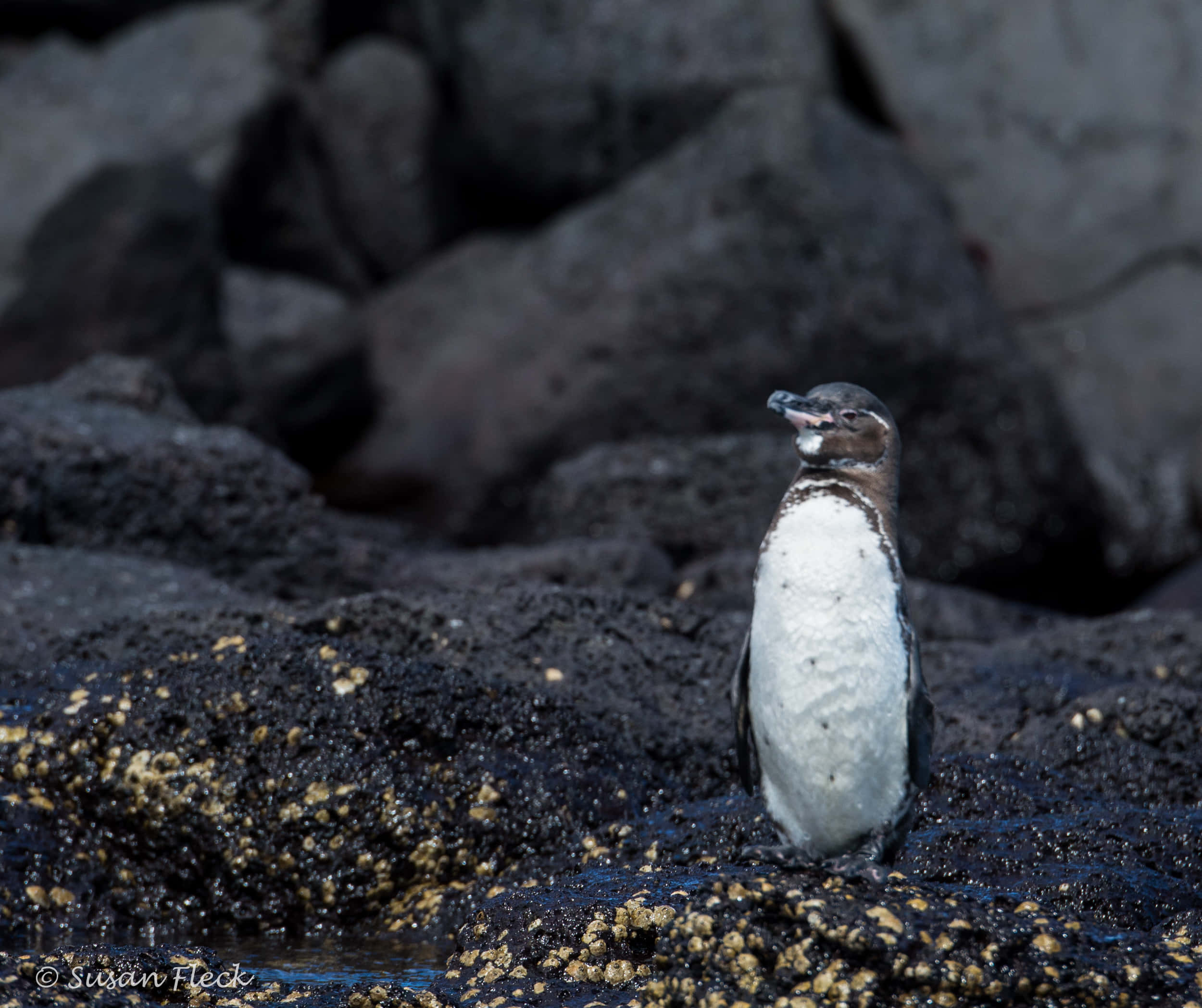 Galapagos penguin, volcanic rocks, yellow barnacles, Full HD Desktop Wallpaper