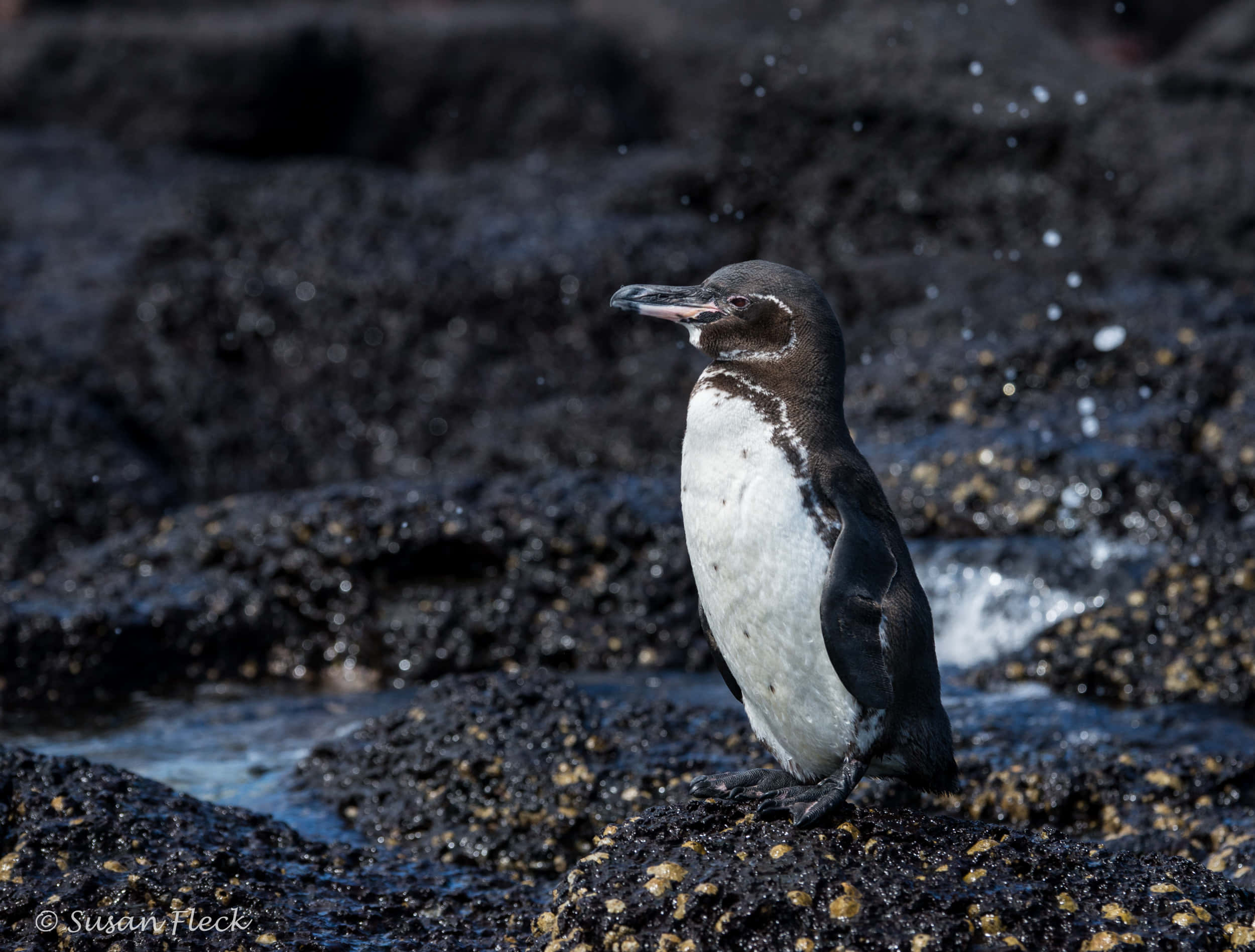Galapagos Penguin, dark volcanic rocks, ocean waves, Full HD Desktop Wallpaper