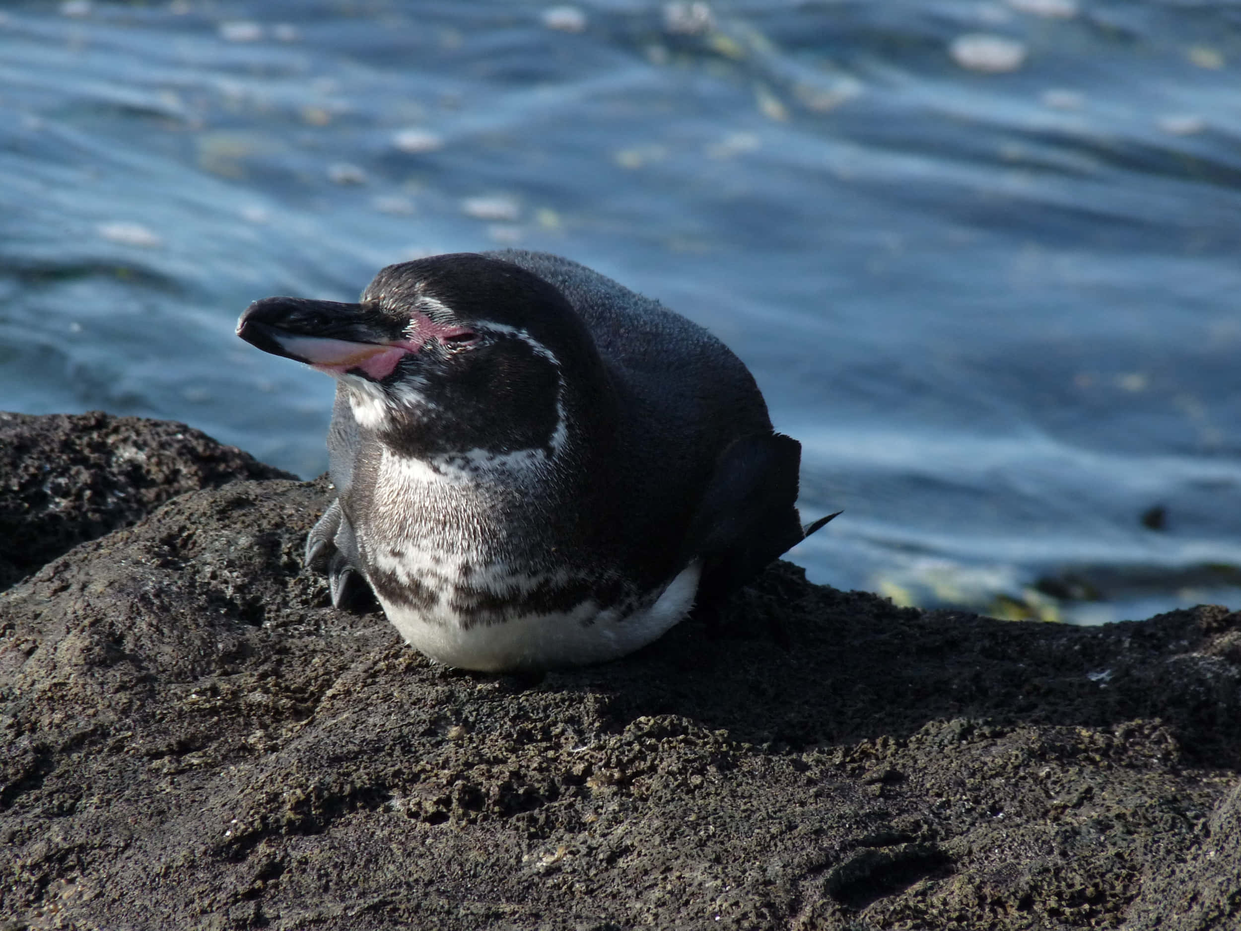 Galapagos Penguin, rocky coast, dark volcanic rock, Full HD Desktop Wallpaper