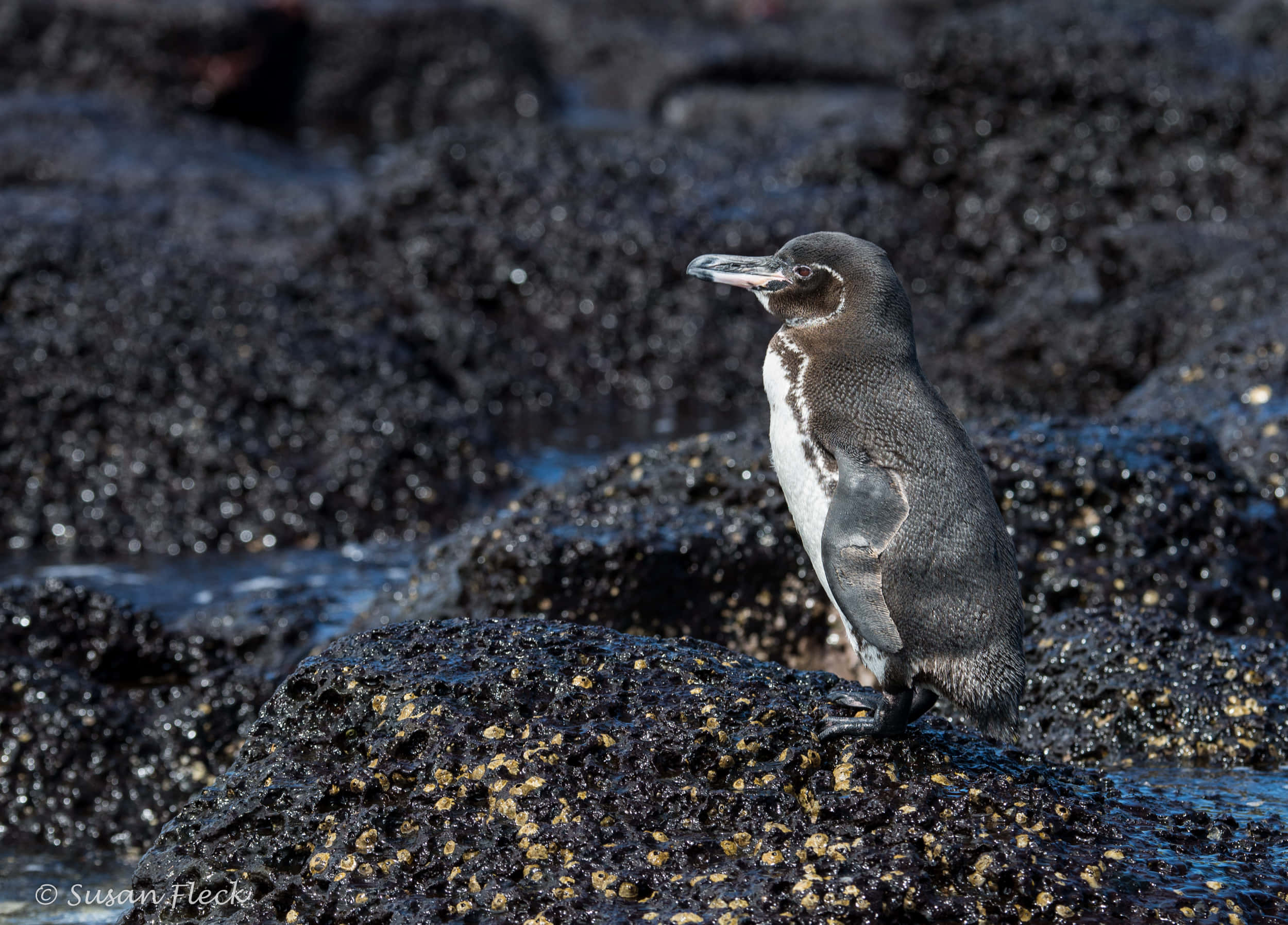 Galapagos Penguin, rocky shore, dark volcanic rocks, Full HD Desktop Wallpaper