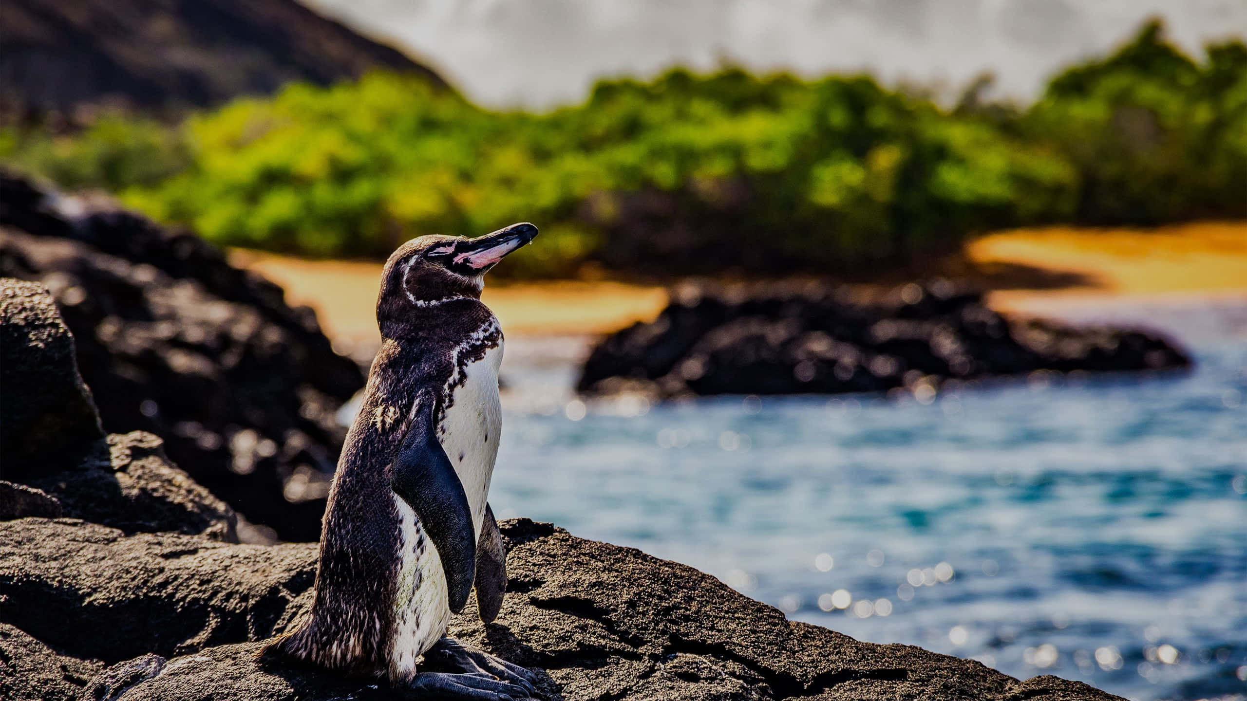 Galapagos Penguin, dark volcanic rocks, turquoise water, 2K Desktop Wallpaper