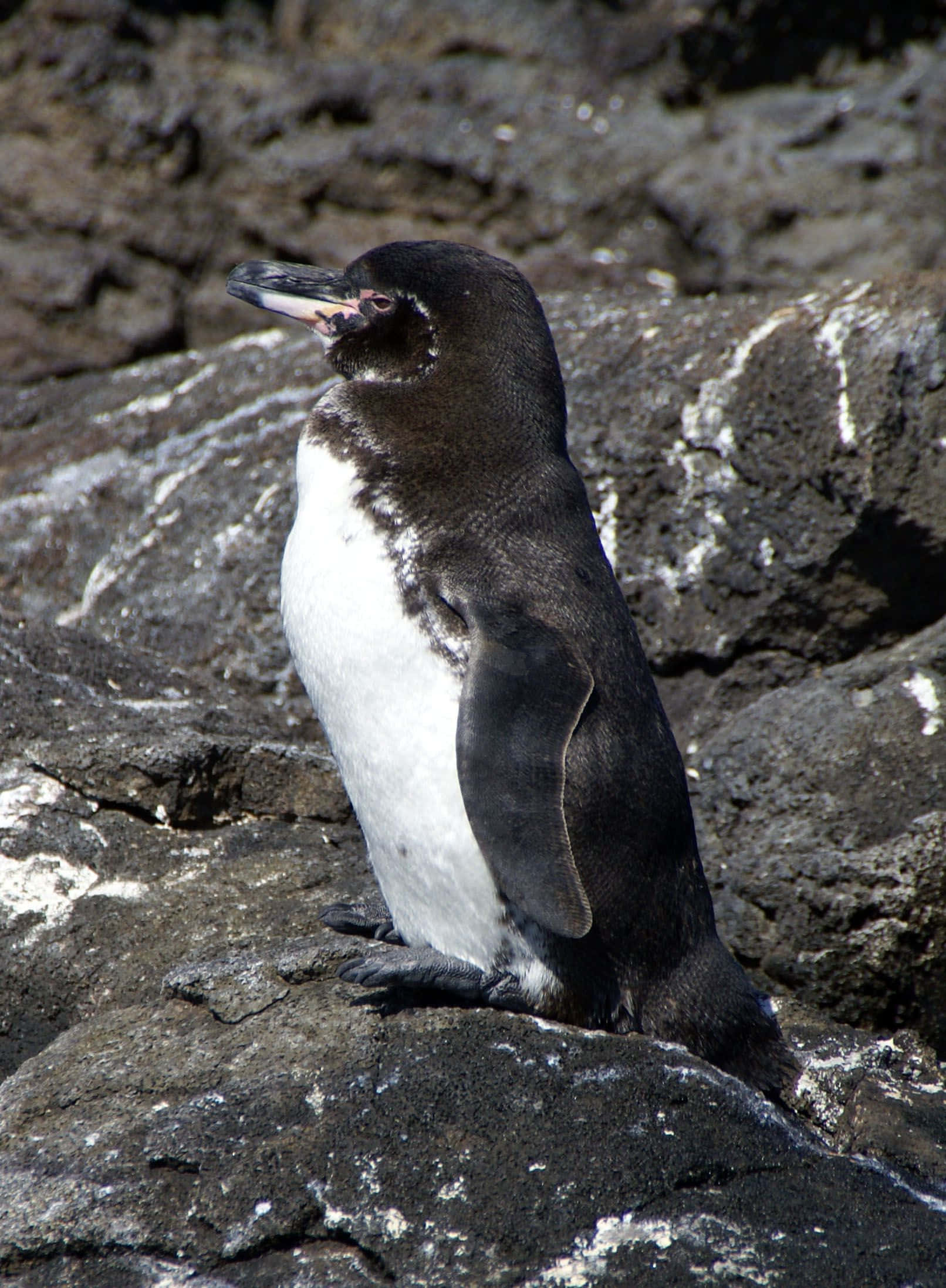 Galapagos Penguin, rugged volcanic rocks, bright daylight, Full HD Phone Wallpaper