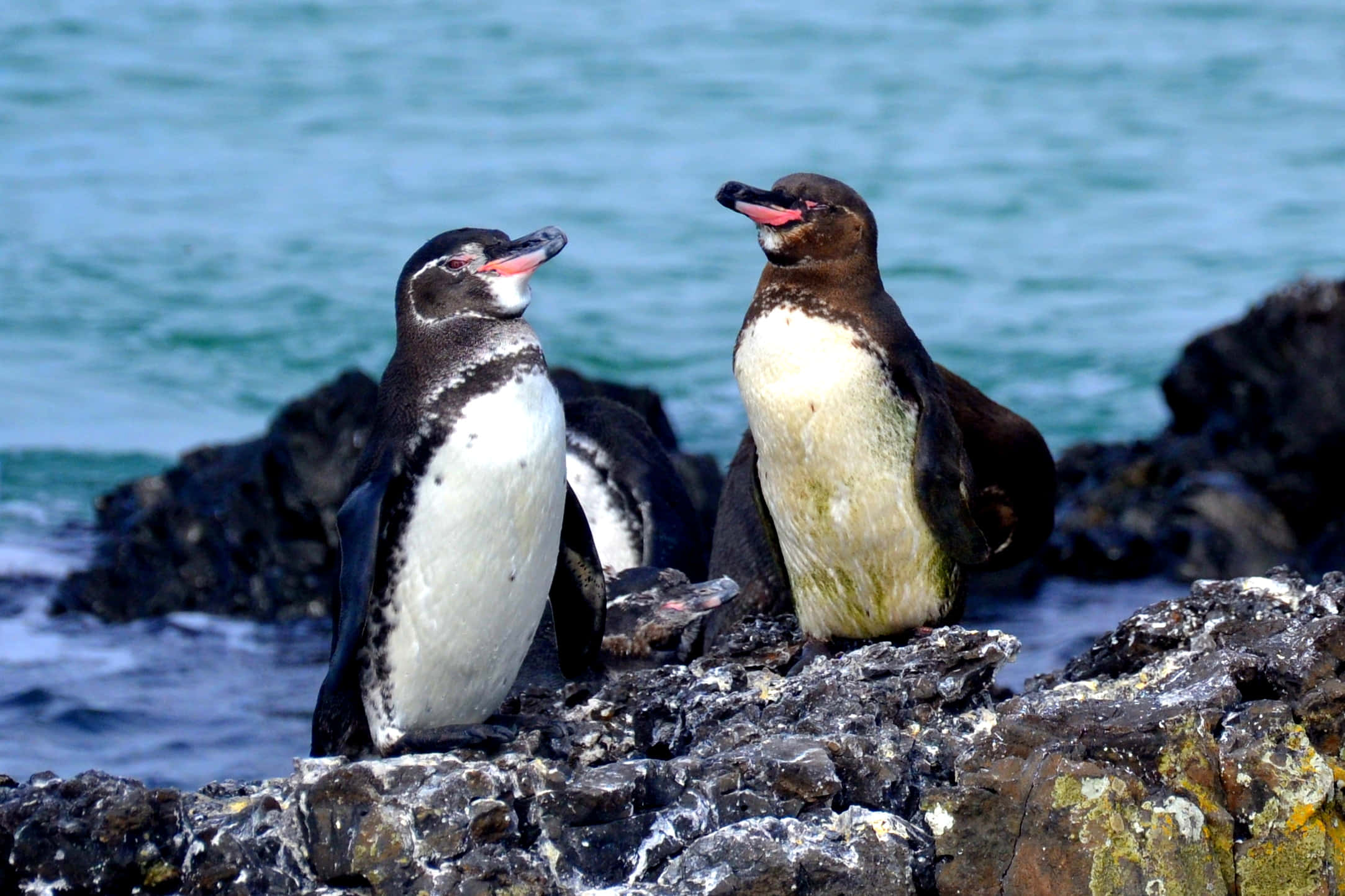 Galapagos penguin, sunlit volcanic rocks, turquoise ocean waves, Full HD Desktop Wallpaper