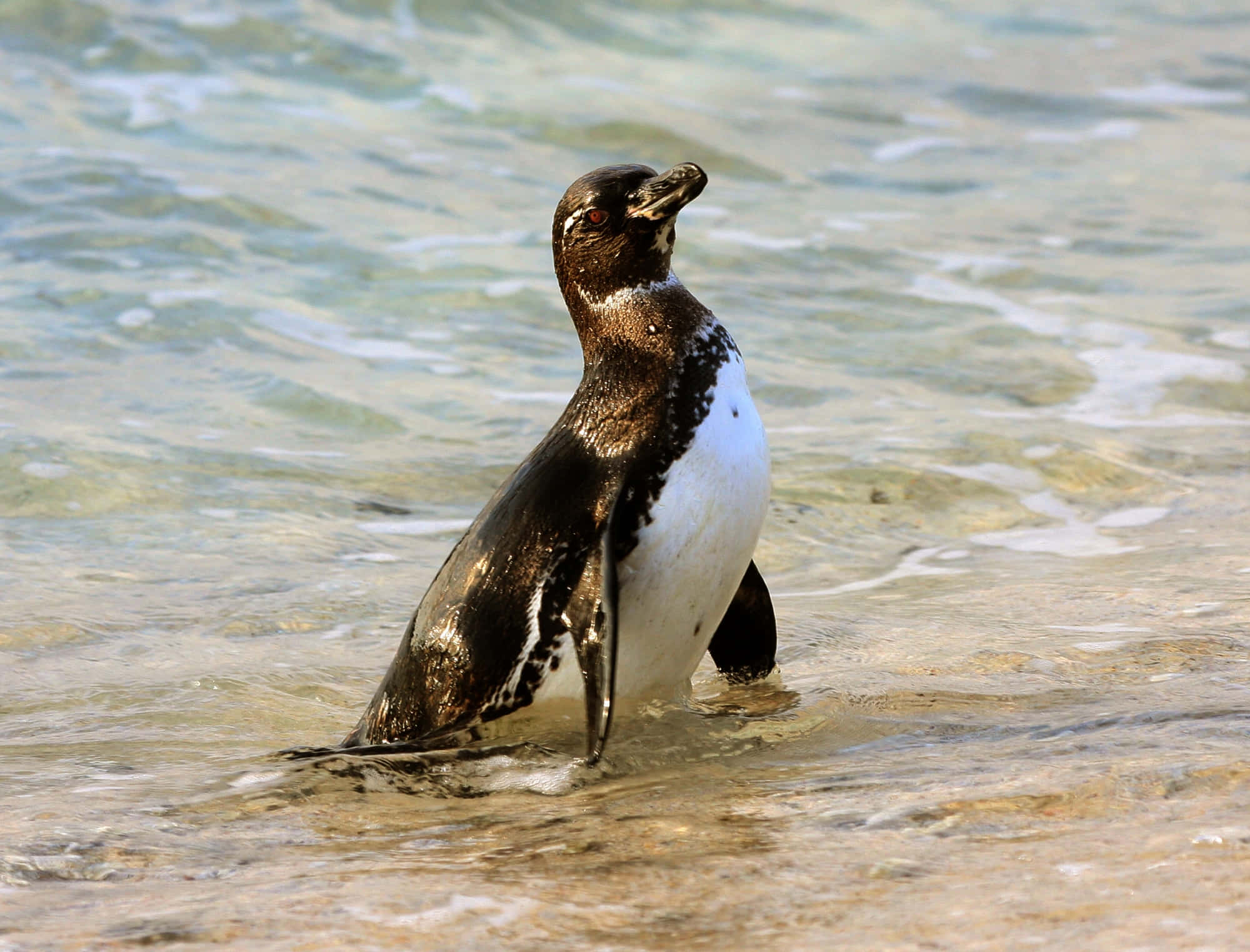 Galapagos Penguin, rocky shoreline, shallow ocean water, Full HD Desktop Wallpaper