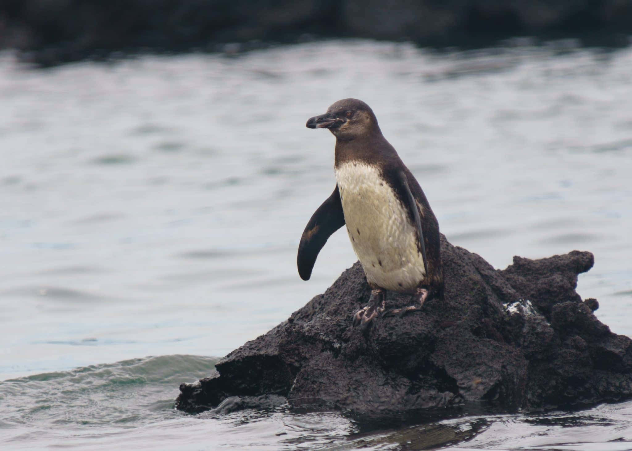 Galapagos Penguin, rock, volcanic rock, Full HD Desktop Wallpaper